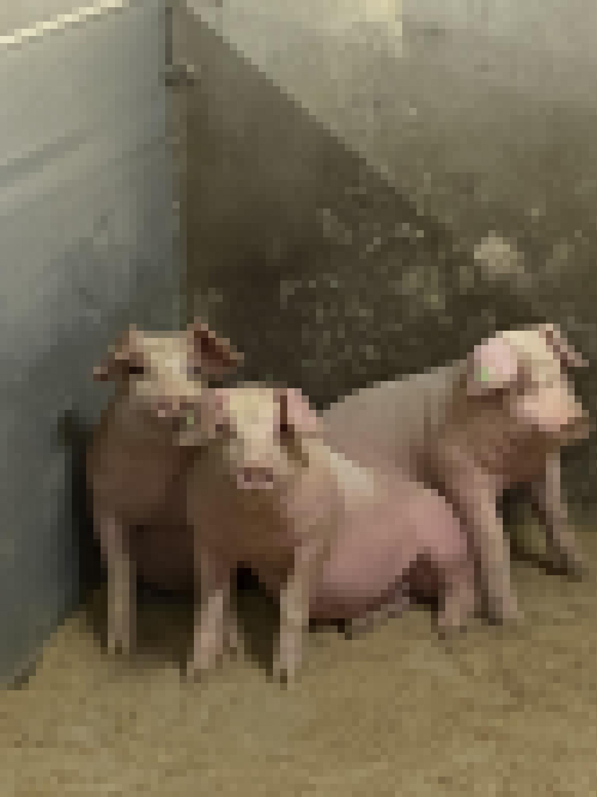 drei kleine Schweine in einer Box.