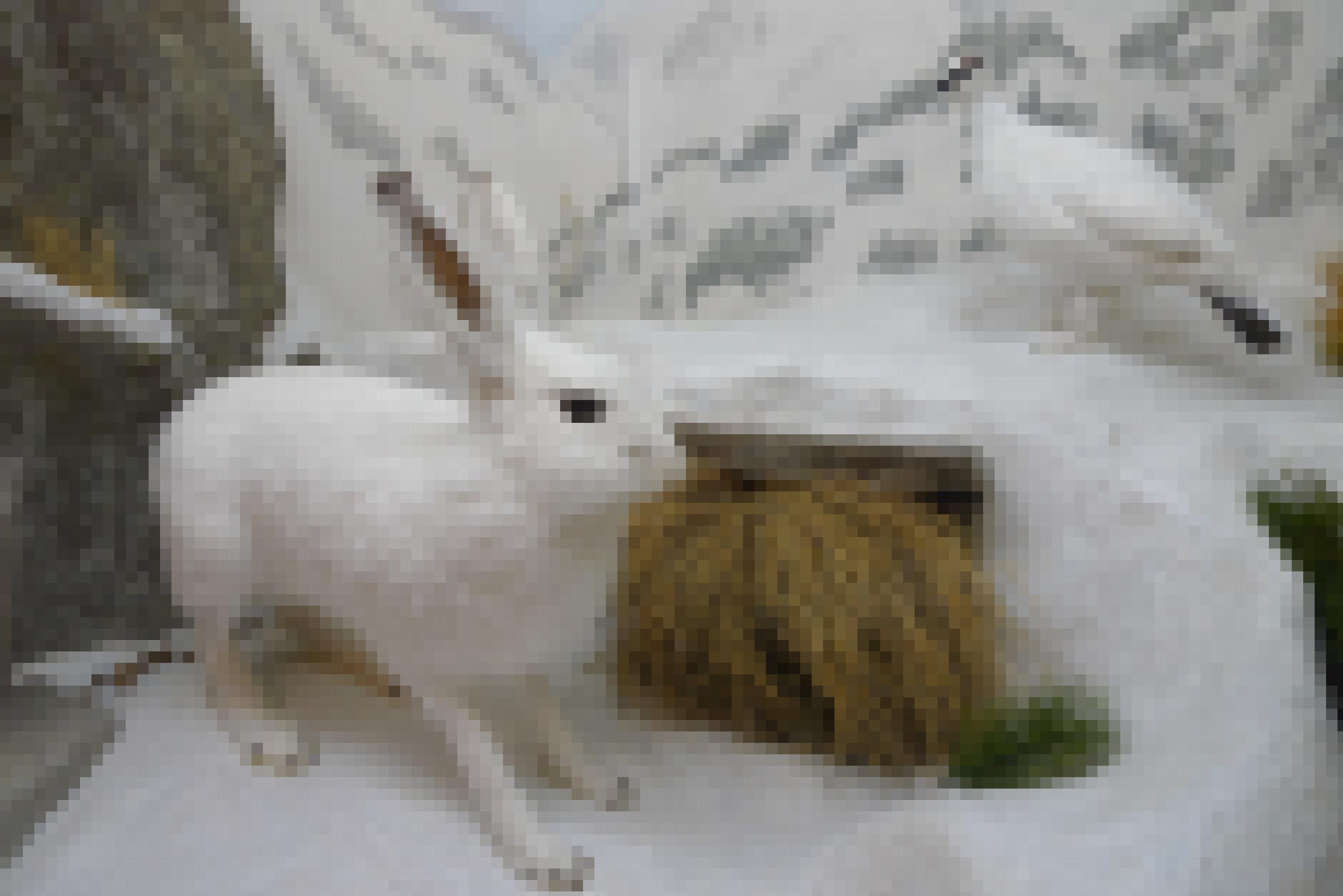 ein Kaninchen in einer verschneiten Umgebung [AI]
