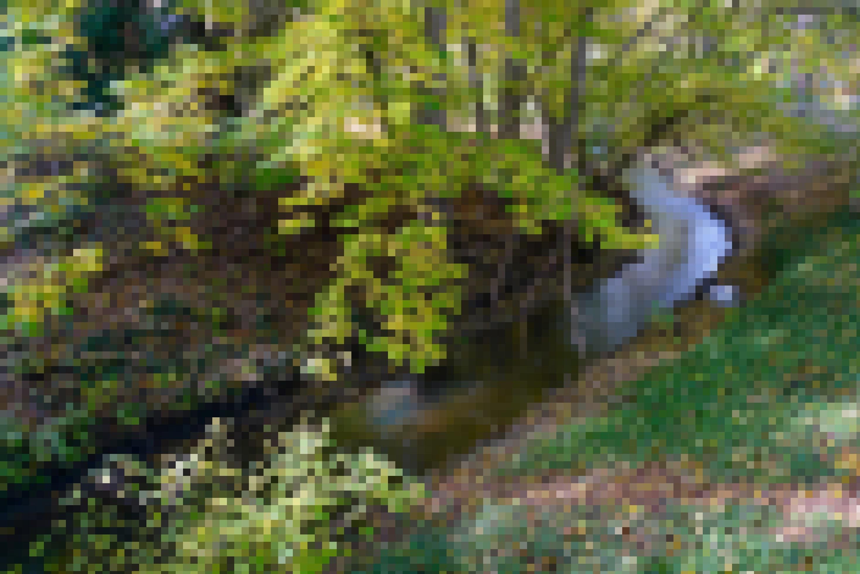 ein Bach, der durch einen Wald fließt [AI]