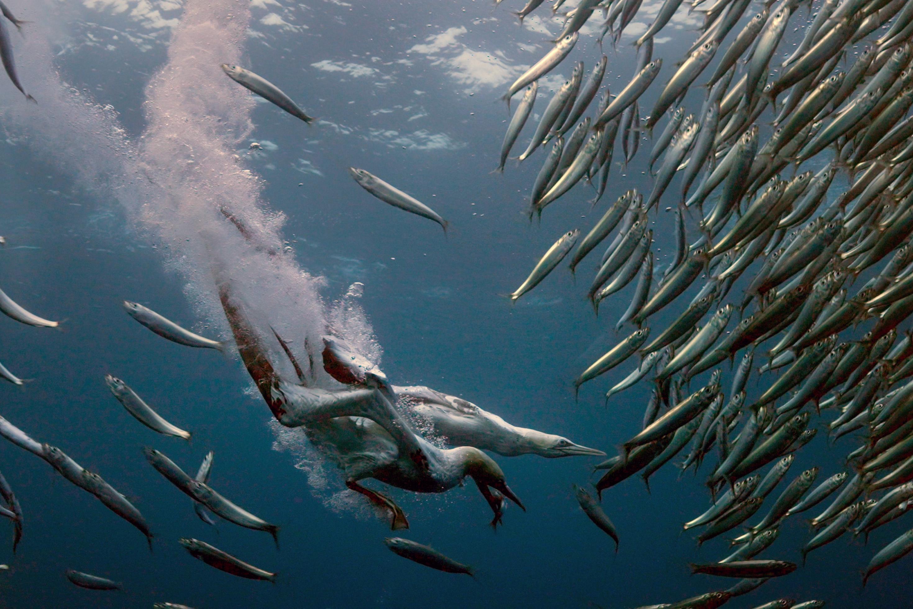 Zwei weiße große Vögel unter Wasser, auf der Jagd nach Sardinen.