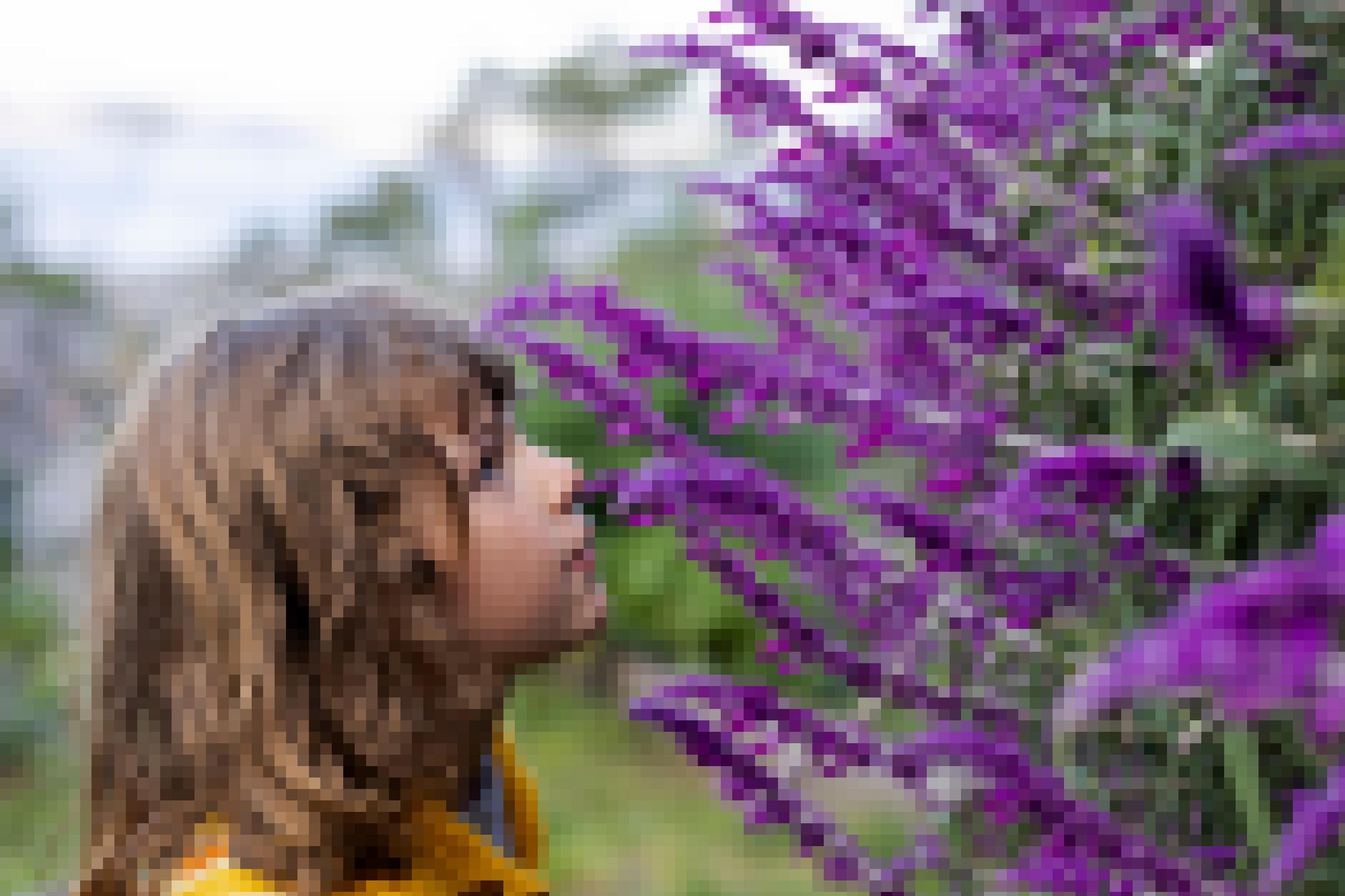 Hannahs kleine Tochter Frida Maria riecht im Garten in Hobart an einer lilafarbigen Salvia-Blüte