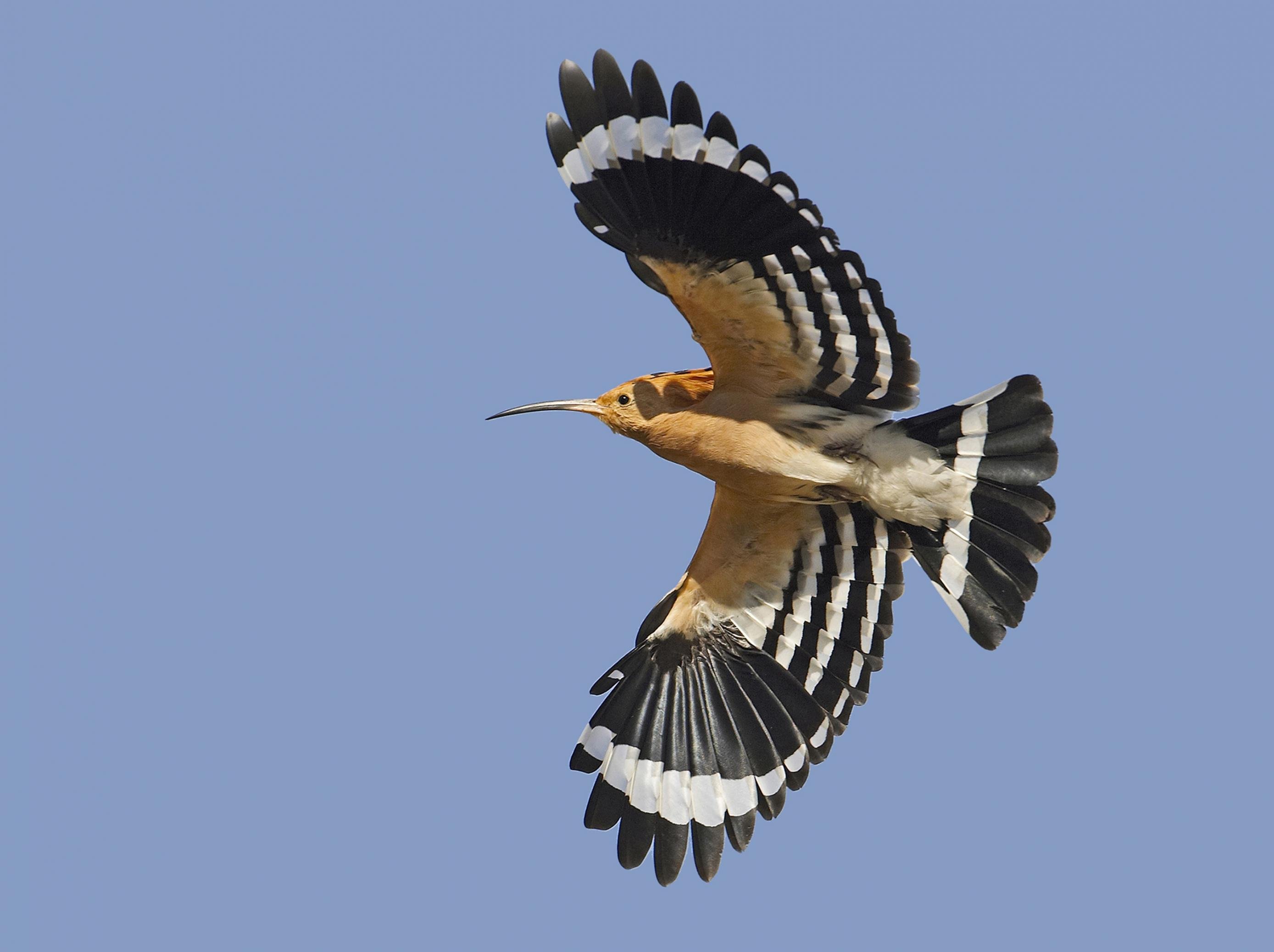 ein Vogel, der am Himmel fliegt [AI]