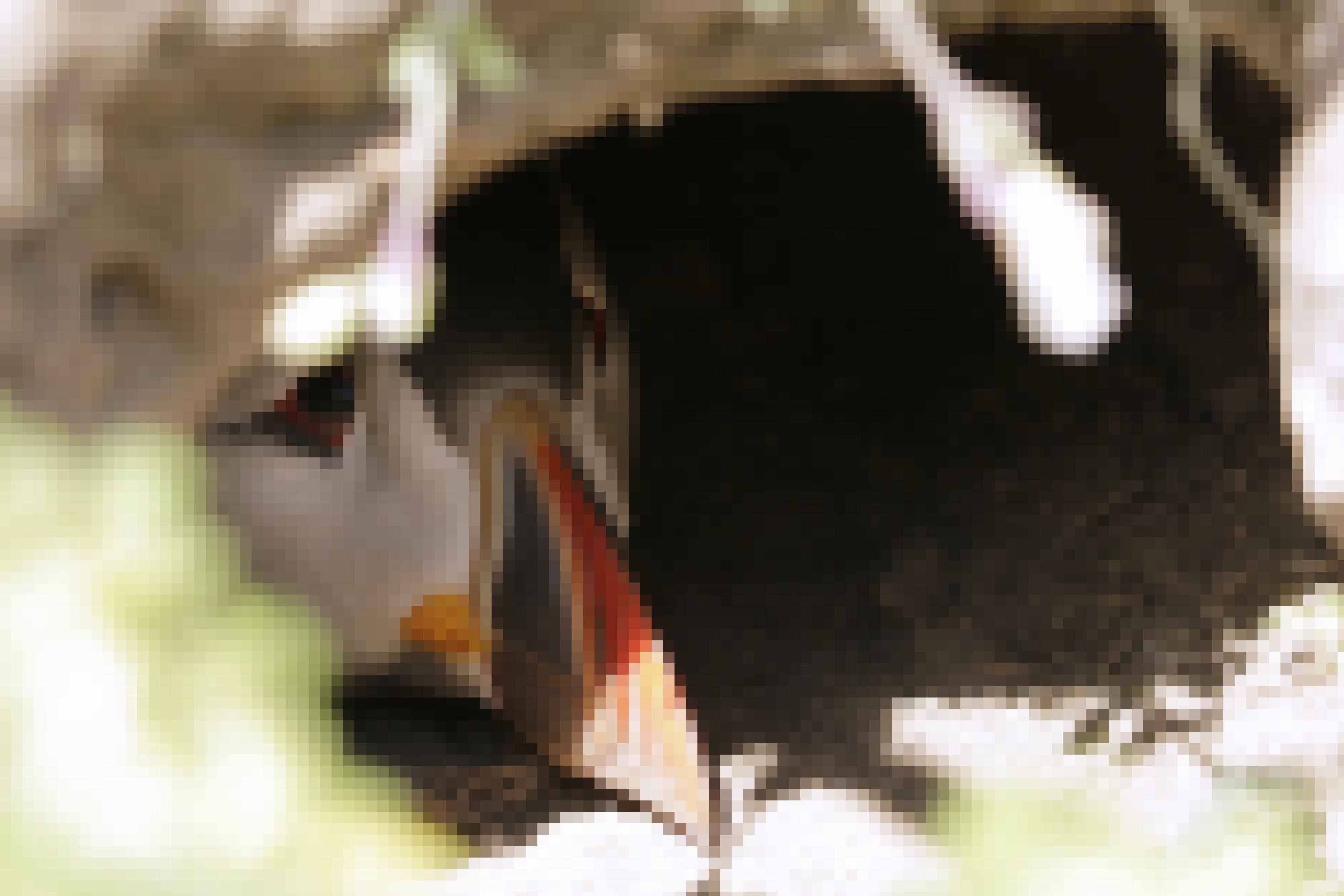 Papageitaucher lugt aus seiner Höhle.