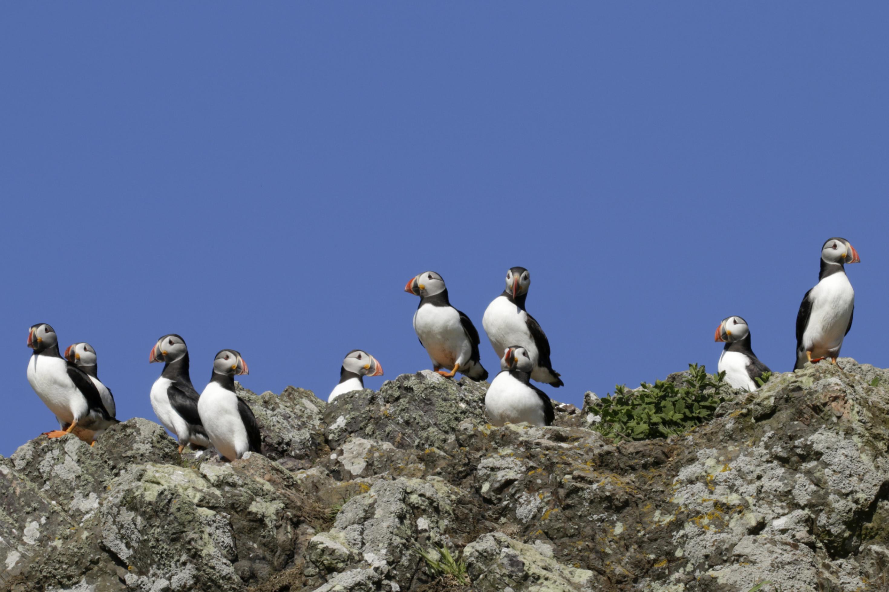 Papageitaucher sitzen auf einem Felsen im Sonnenschein.