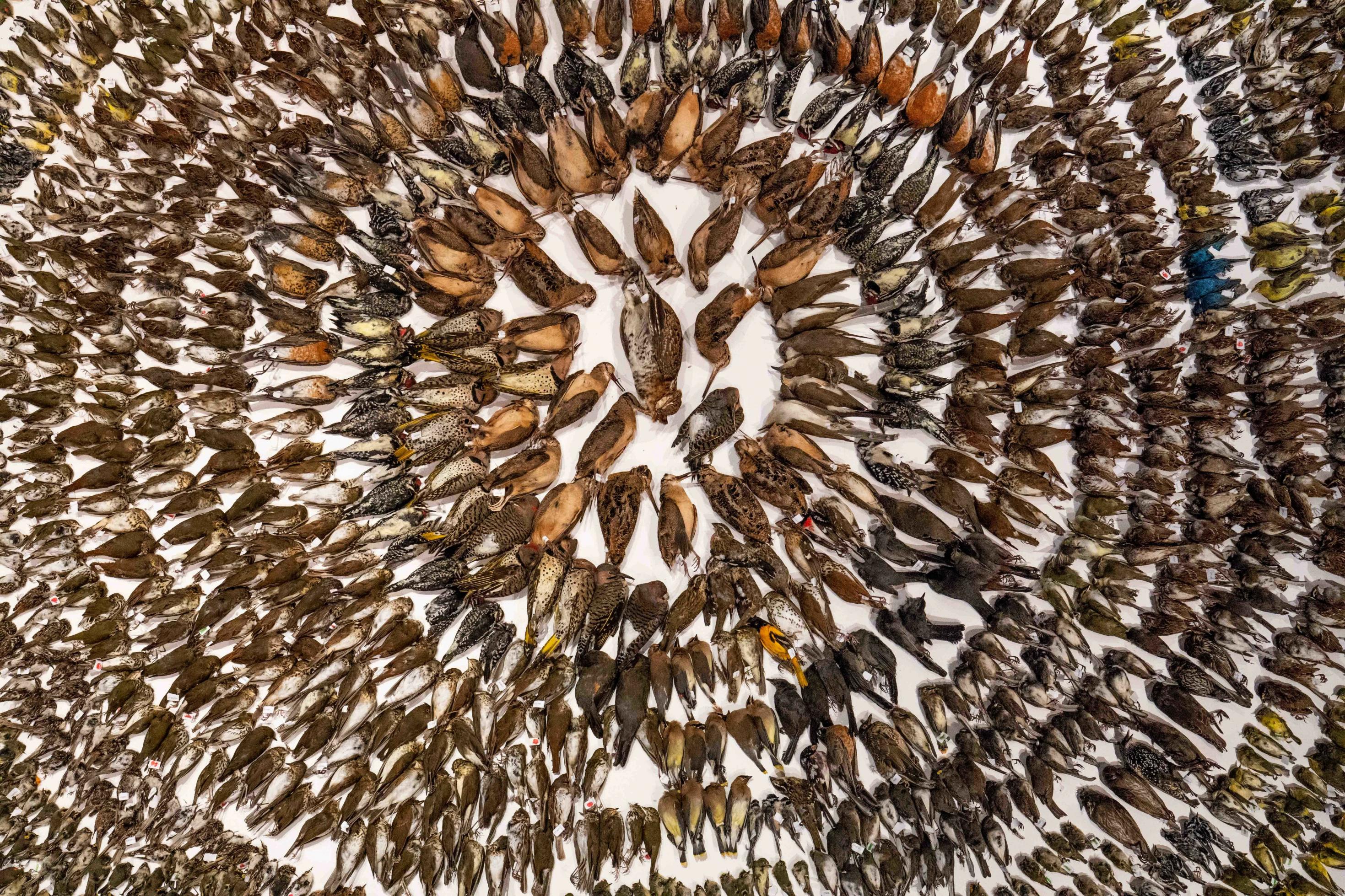 Rund 2000 tote Vögel sind in einem kreisförmigen Arrangement auf einer Ausstellungsfläche arrangiert.