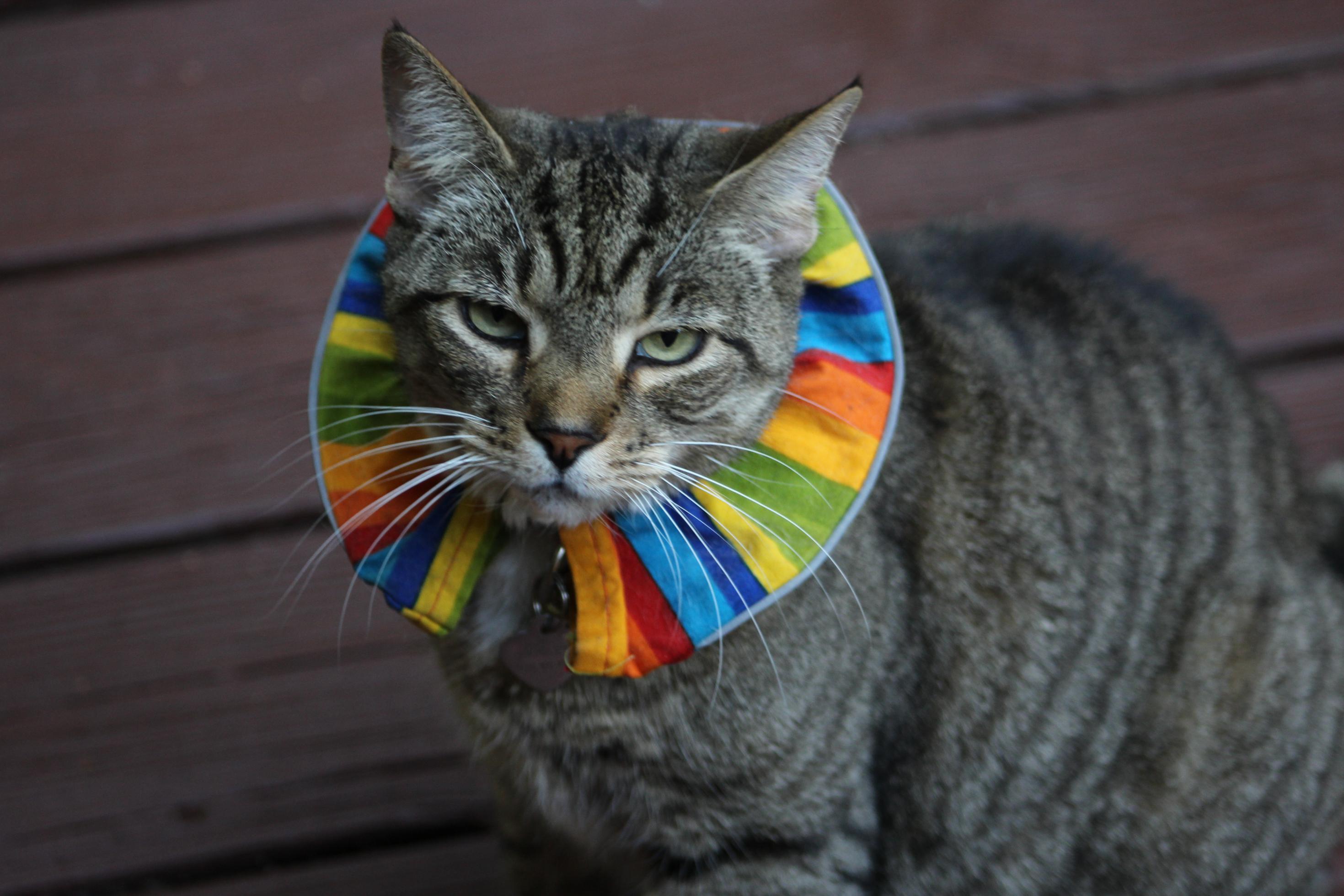 Eine ziemlich bedröppelt guckende Katze, die einen breiten Kragen in knallbunten Regenbogenfarben um den Hals trägt