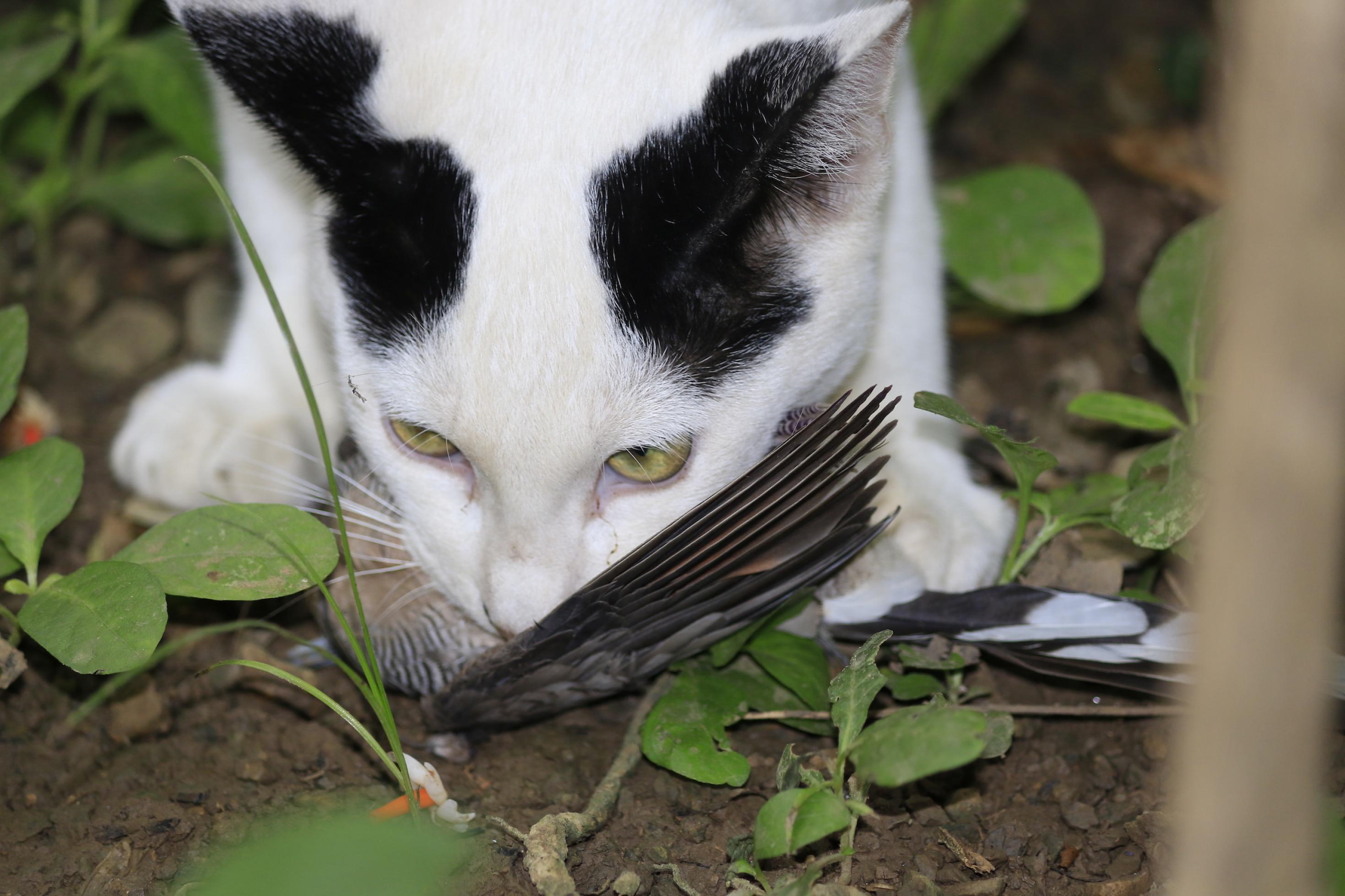 Eine schwarzweiße Katze hält einen erbeuteten Singvogel im Maul.
