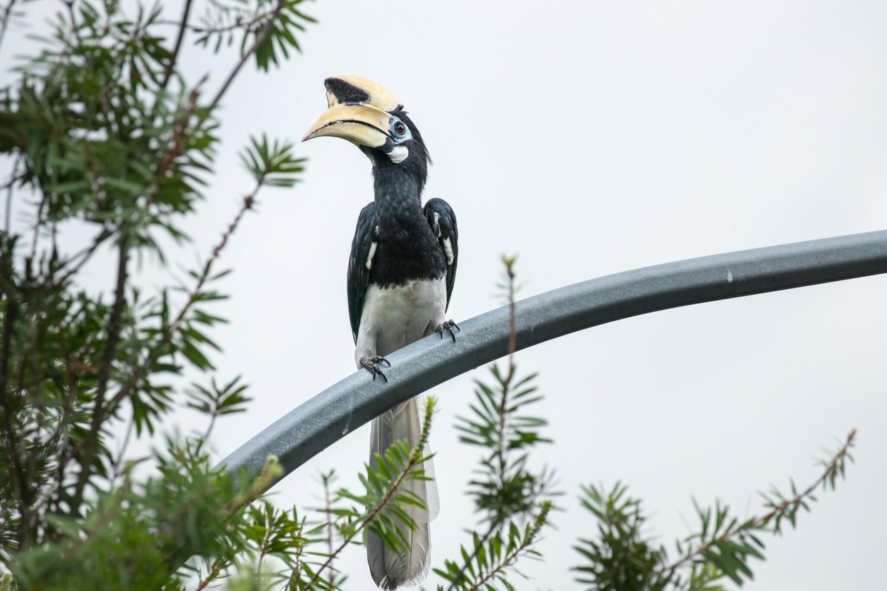 Ein Orienthornvogel, erkennbar an seinem farbenprächtigen, gewaltigen Schnabel, sitzt auf einem gebogenen Laternenmast