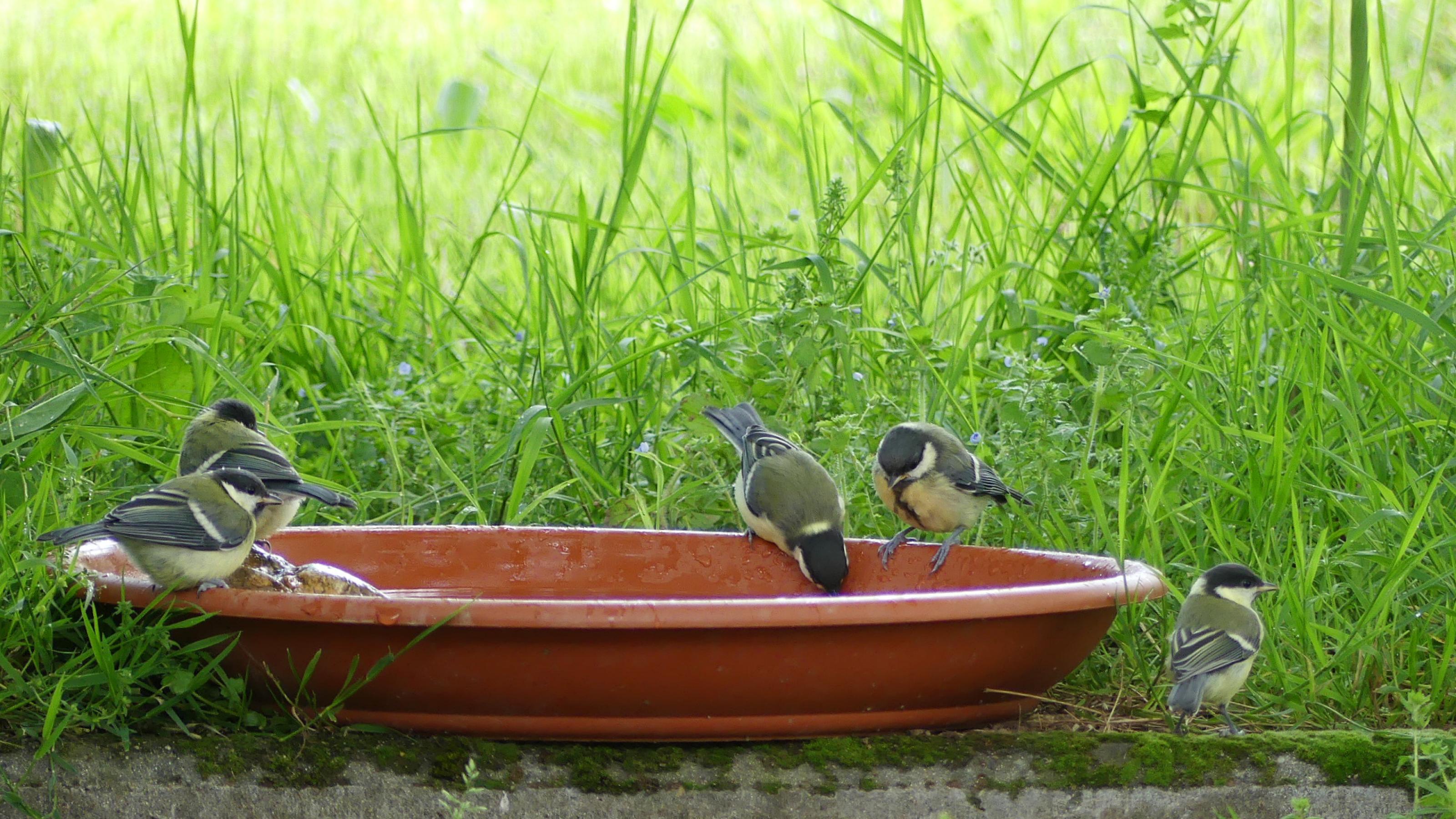 Fünf junge Kohlmeisen sitzen und trinken an einer Tonschale mit Wasser auf dem Boden.