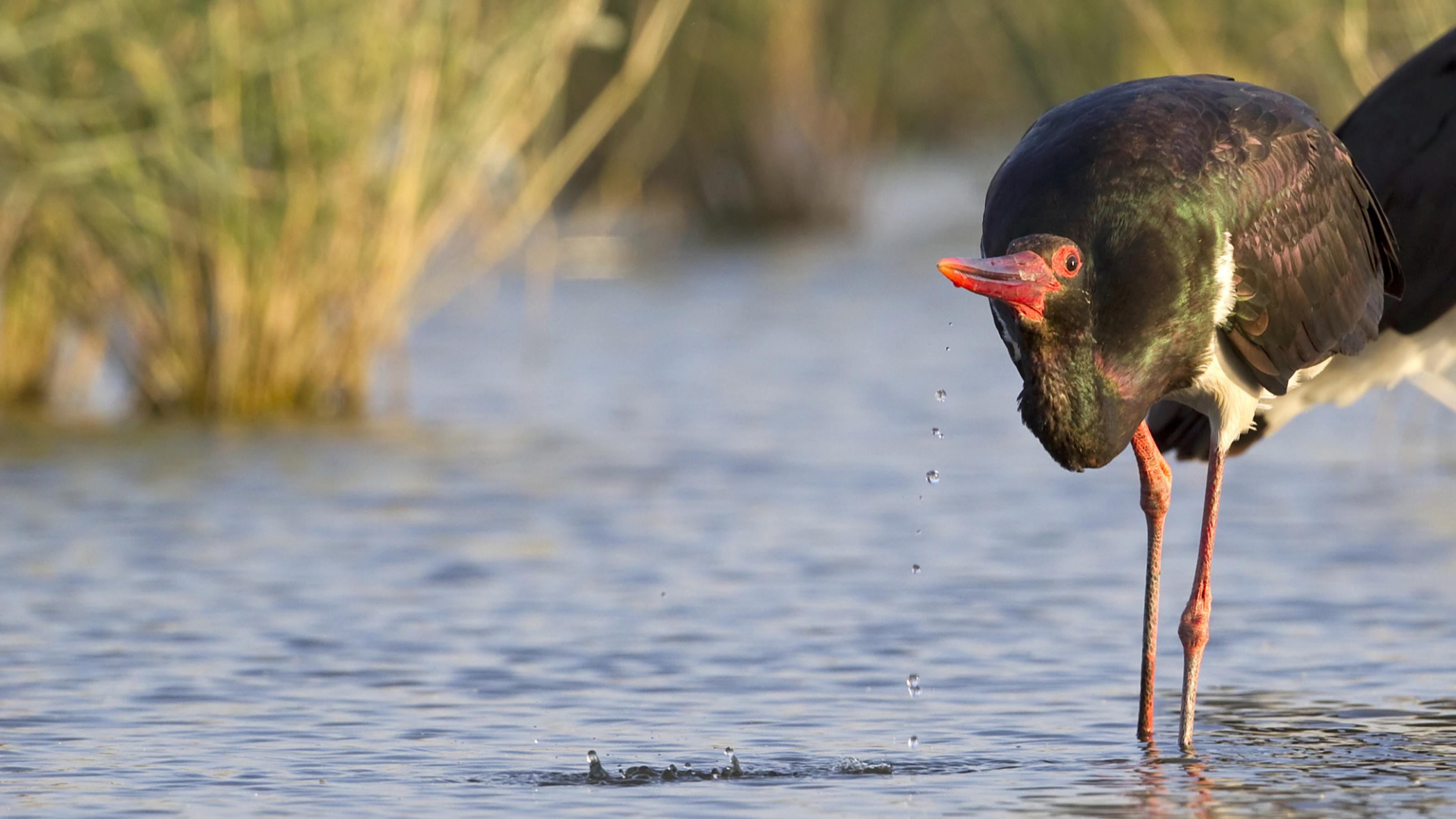 Ein Schwarzstorch steht im Wasser und trinkt.