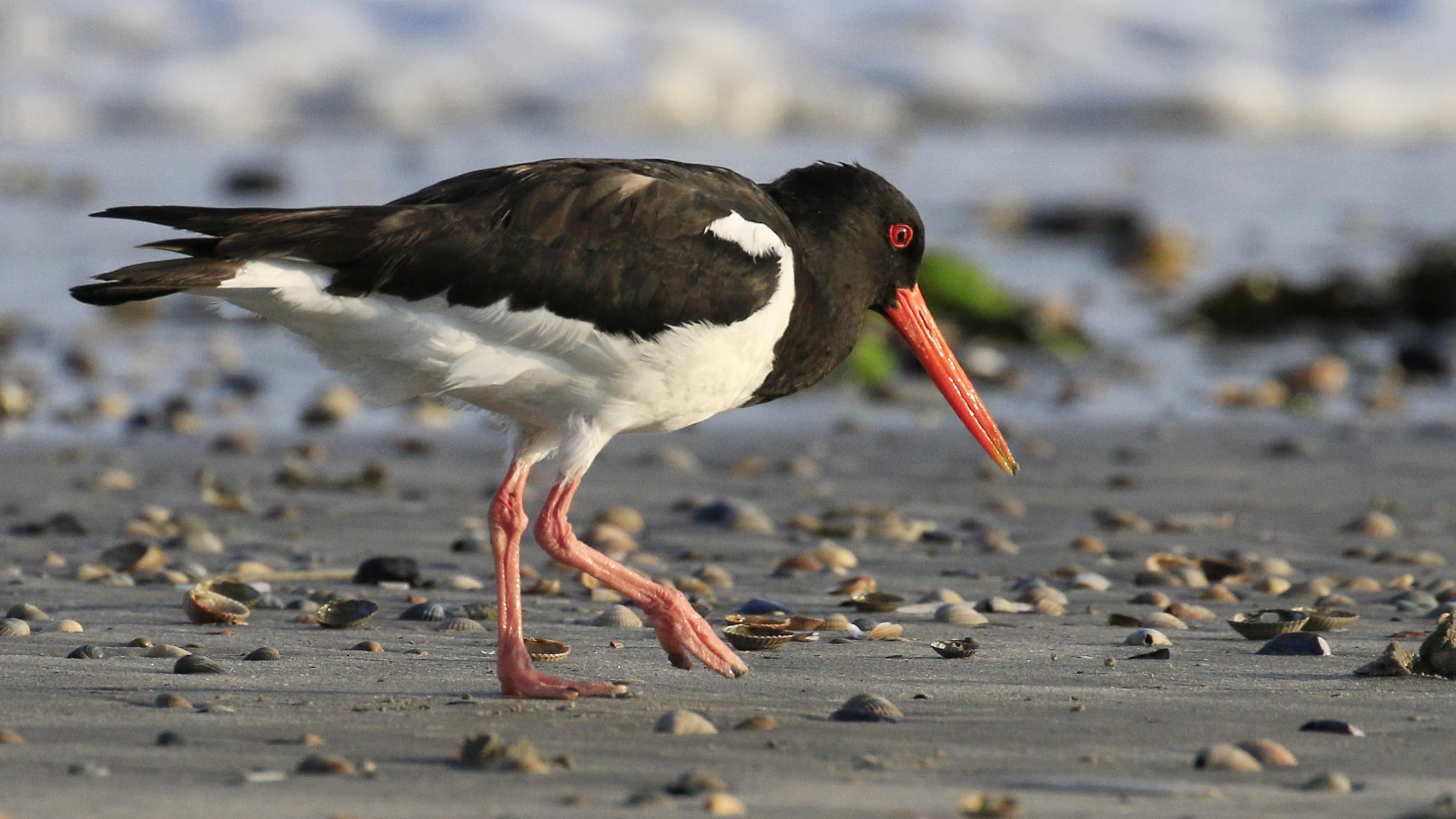 Ein schwarzweißer Vogel mit roten Augen und rotem, langen Schnabel läuft am Strand von Baltrum.