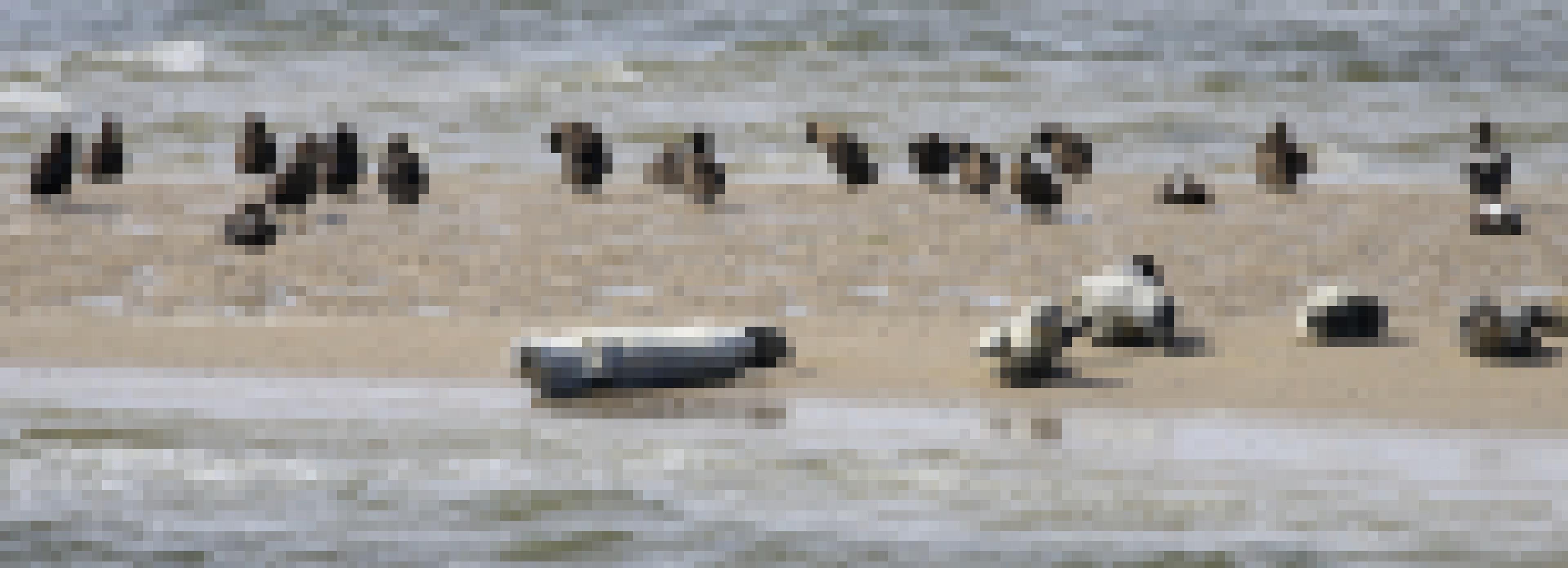 Sandbank mit Seehunden und dunkelgefiederten Eiderenten