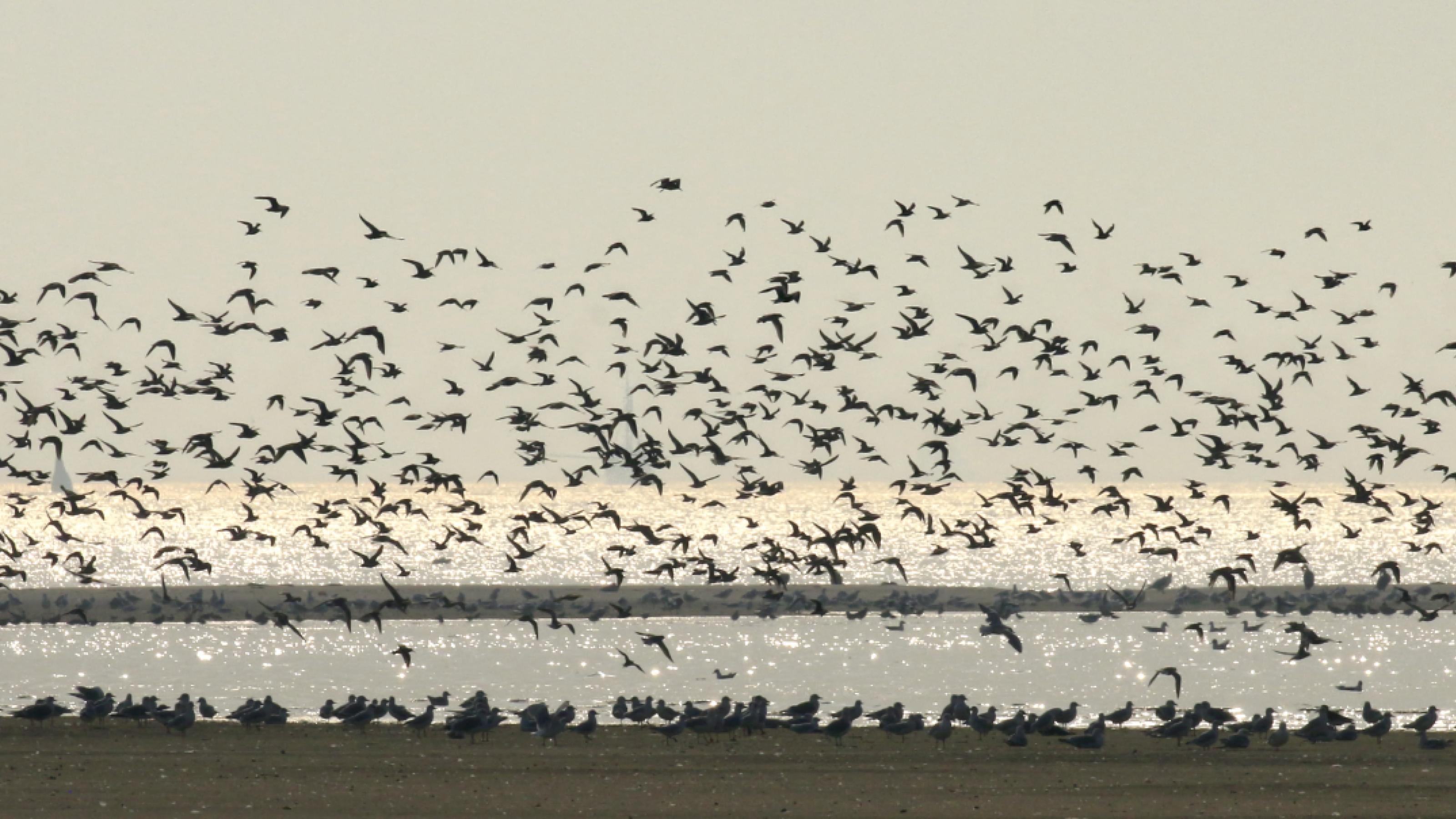 Vögel sitzen am Strand, darüber die Silhouetten von Vögeln in einem großen Schwarm