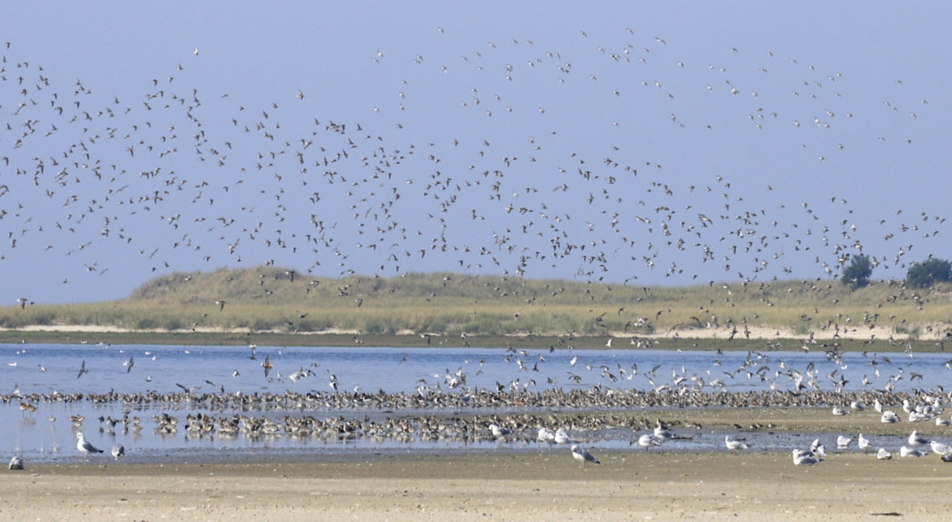 Vogelschwarm kurz vor der Landung am Rand des Wassers