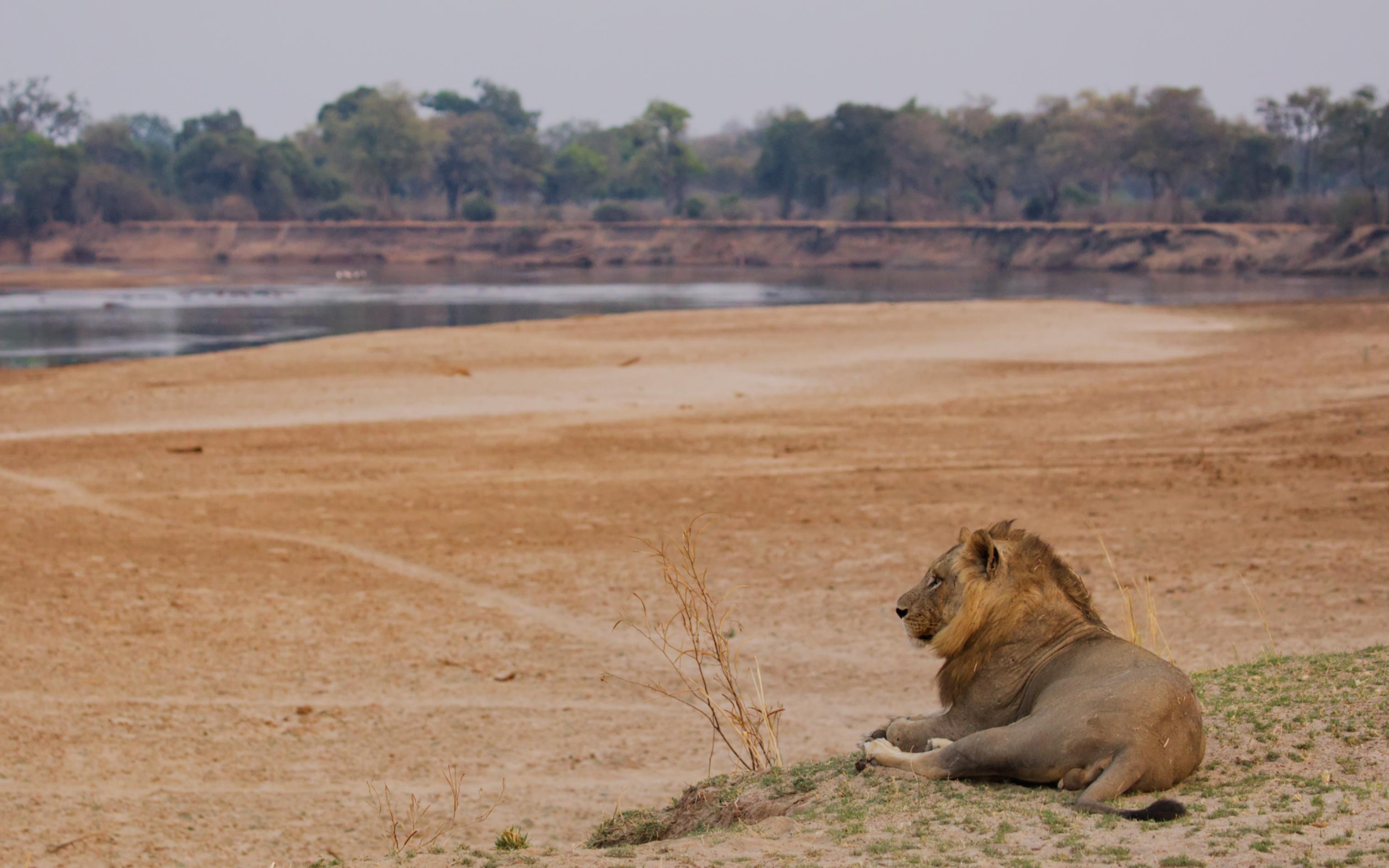 Ein Löwe liegt auf einem Vorsprung und schaut über den Luangwa-Fluss.