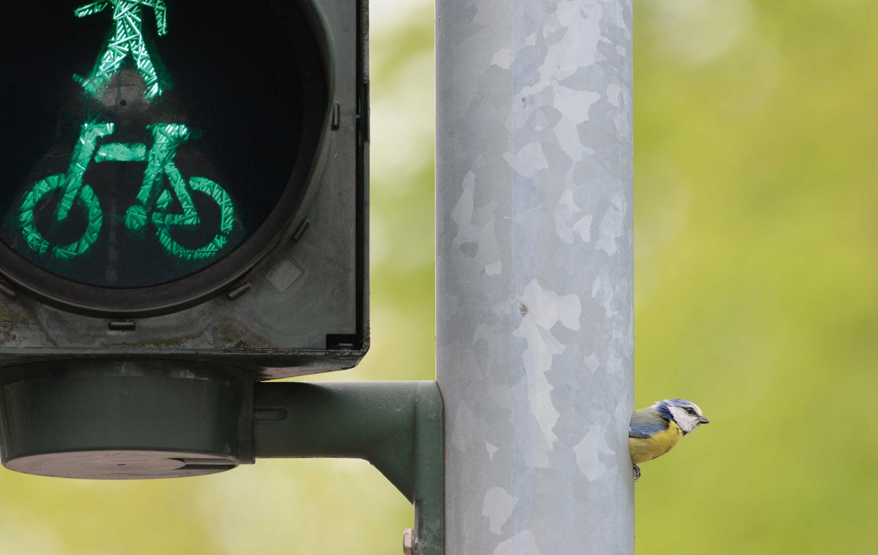 Blaumeise schaut aus Ampelpfahl heraus.