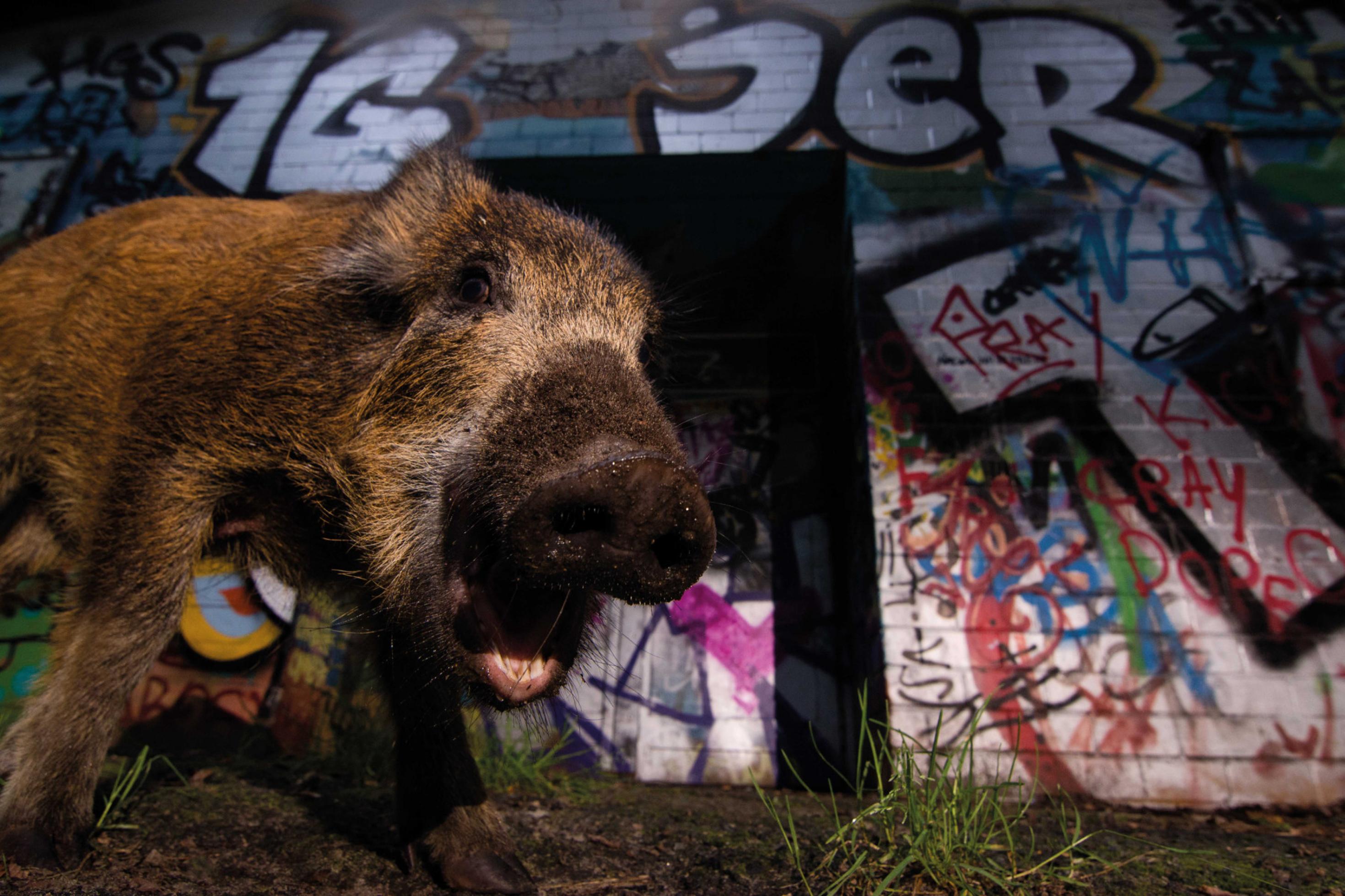 Frischling vor Wand mit Graffito