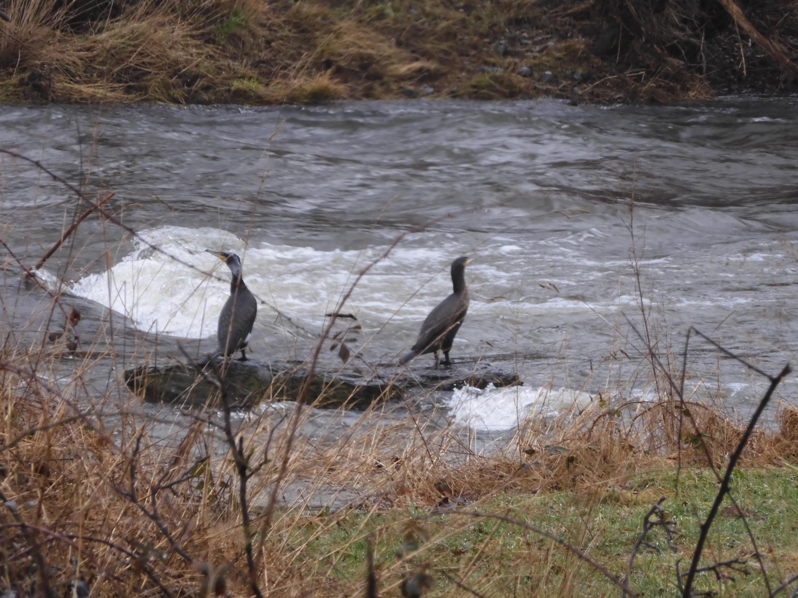 zwei schwarze Vögel mit langen Hälsen sitzen auf einem Felsen in einem Fluss.