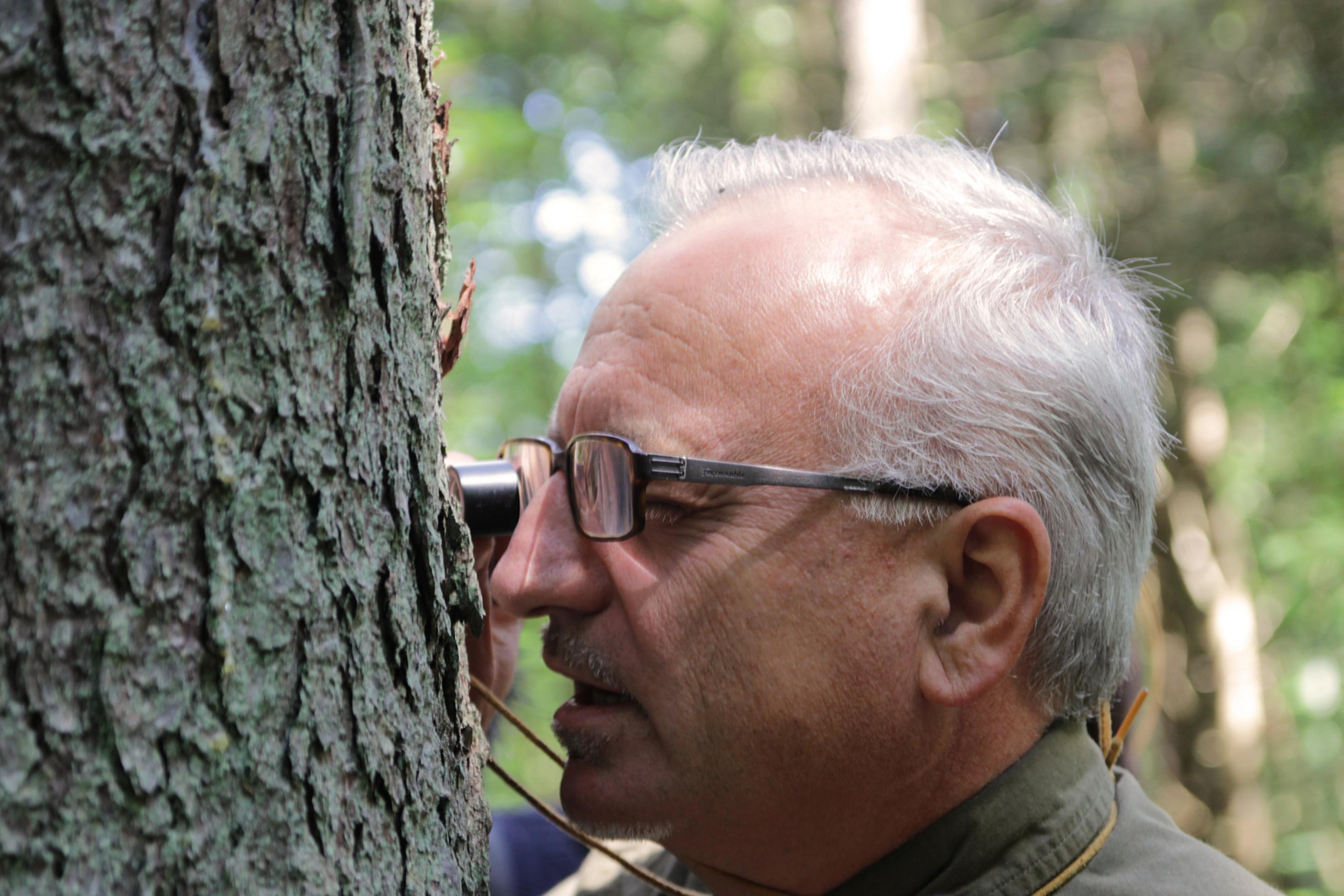 Ein Wissenschaftler steht mit einer Lupe direkt vor einem Baumstamm.