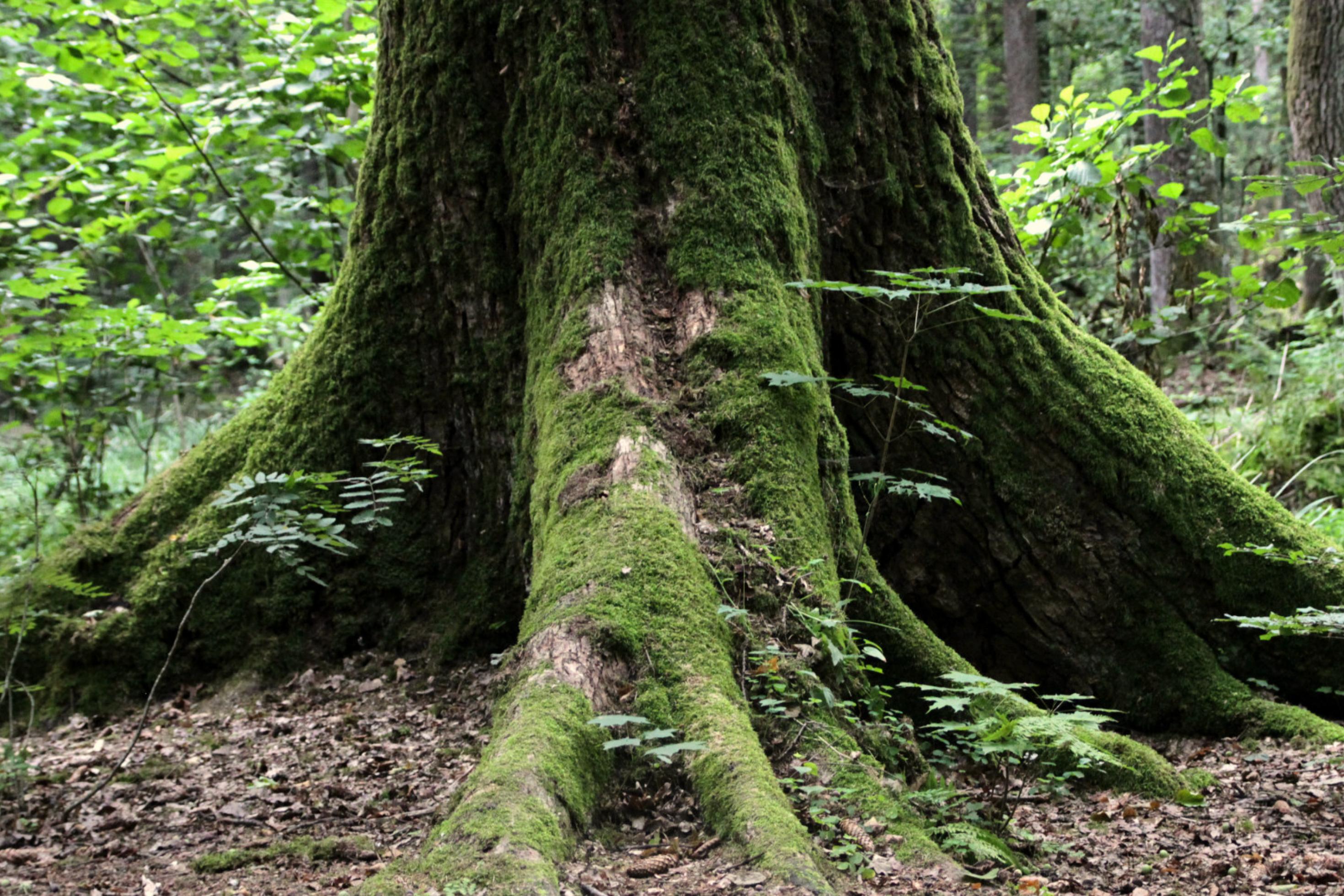 Moosbewachsener Baumstamm im Wald von Białowieża in Polen.