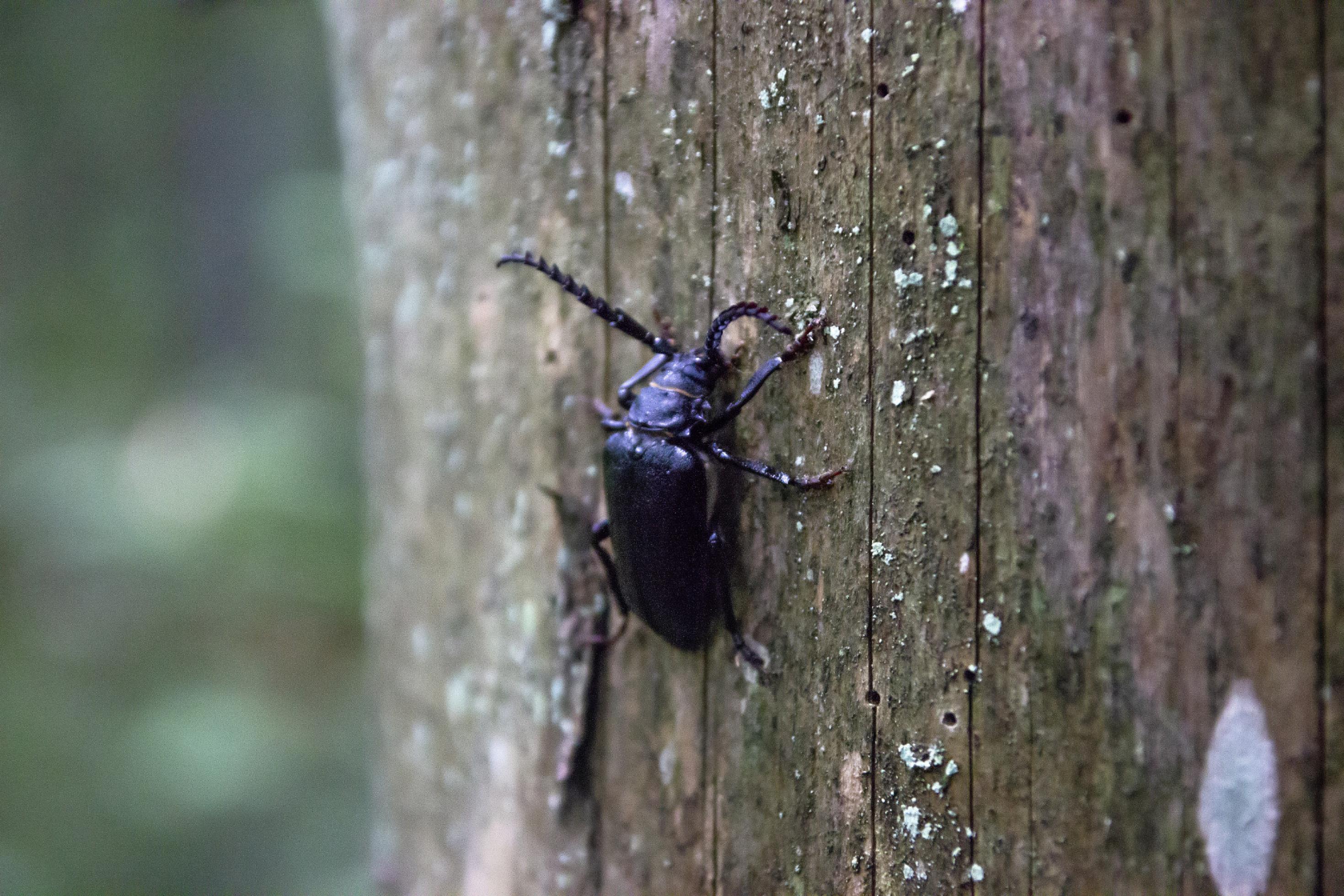 Schwarzer Käfer mit langen Fühlern auf einem alten Baumstamm.