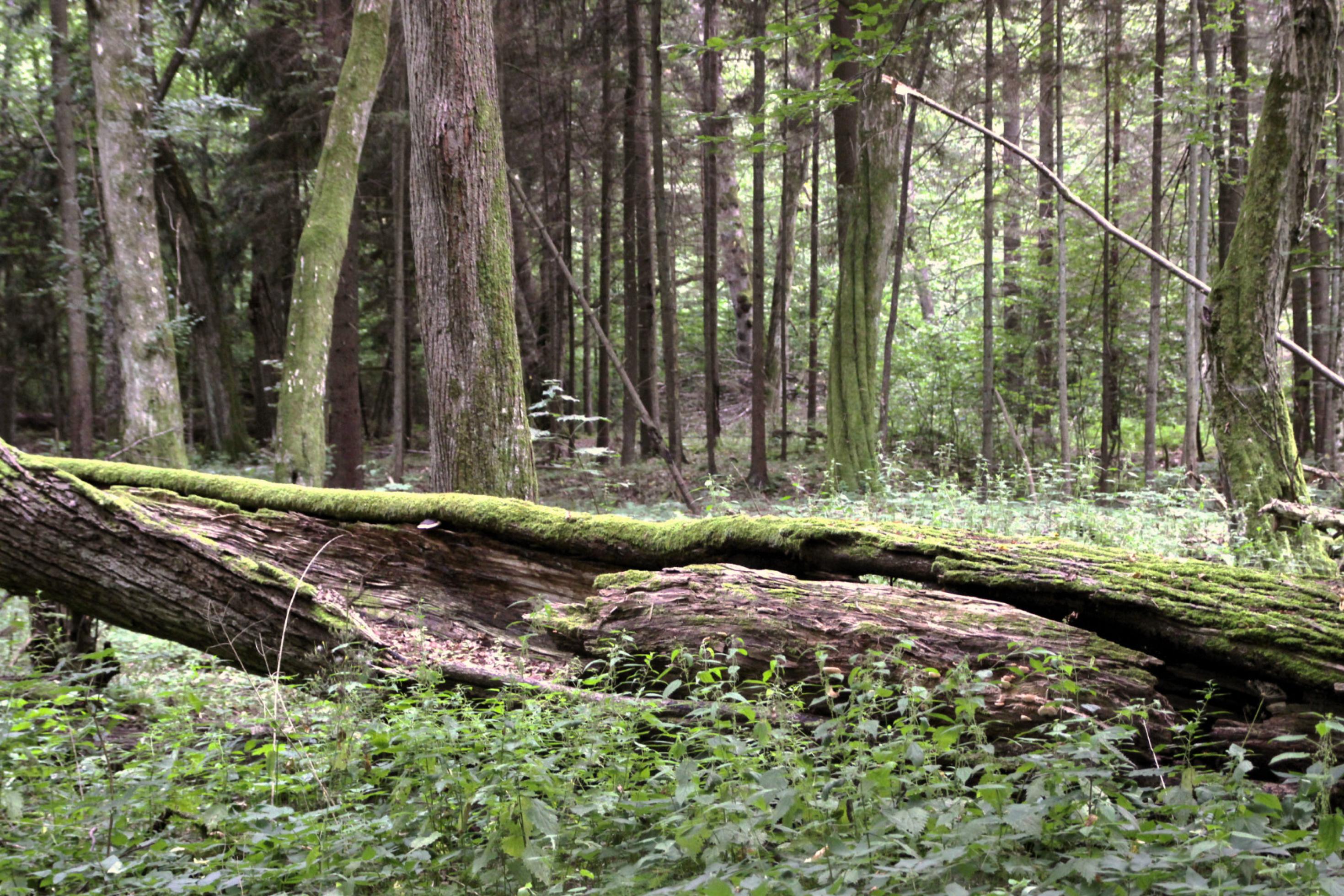 Morscher, moosbewachsener Baumstamm liegt auf dem Waldboden, Bäume im Hintergrund.