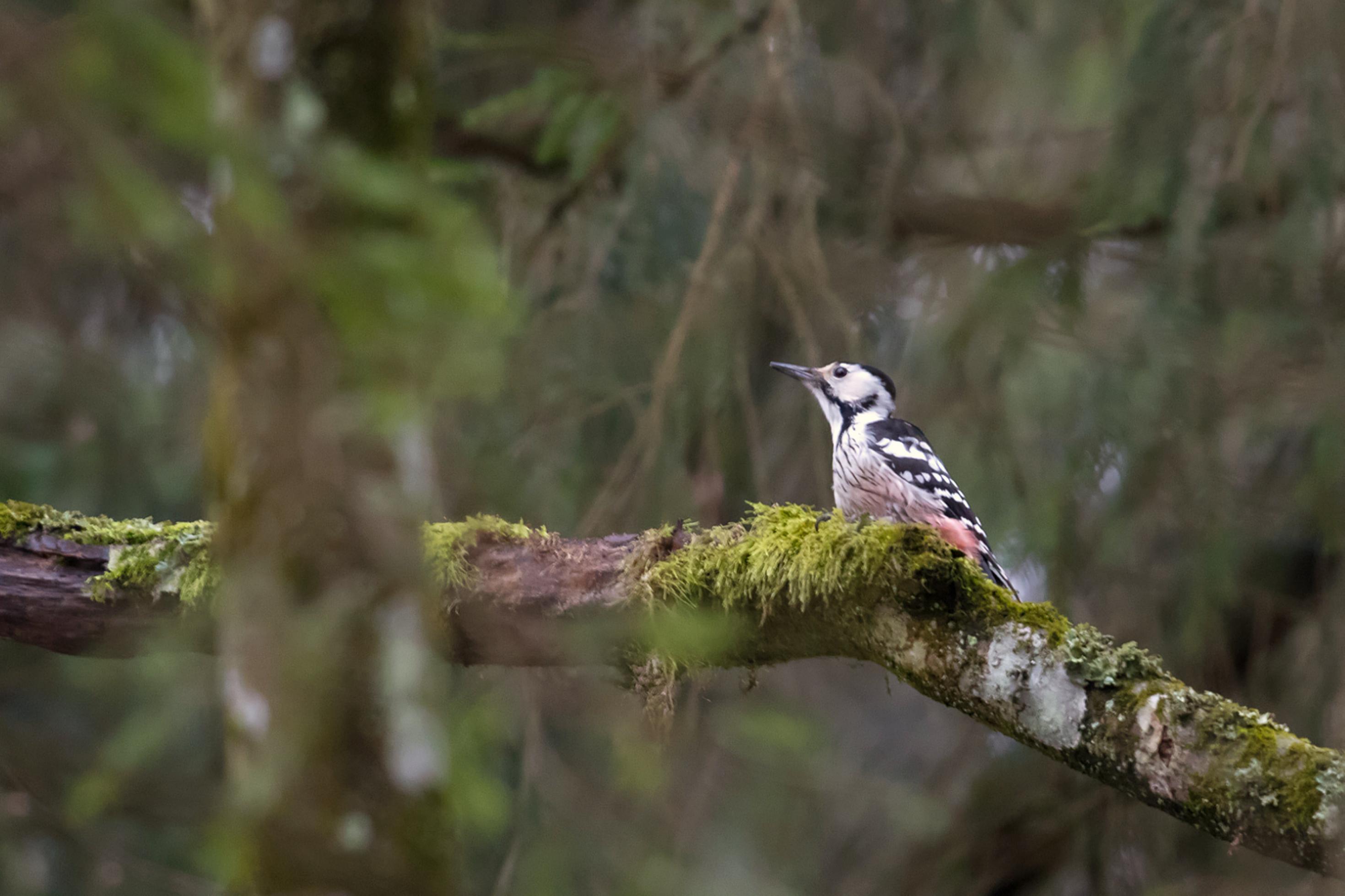 Ein schwarz-rot-weißer Vogel sitzt auf einem moosbewachsenen Ast.