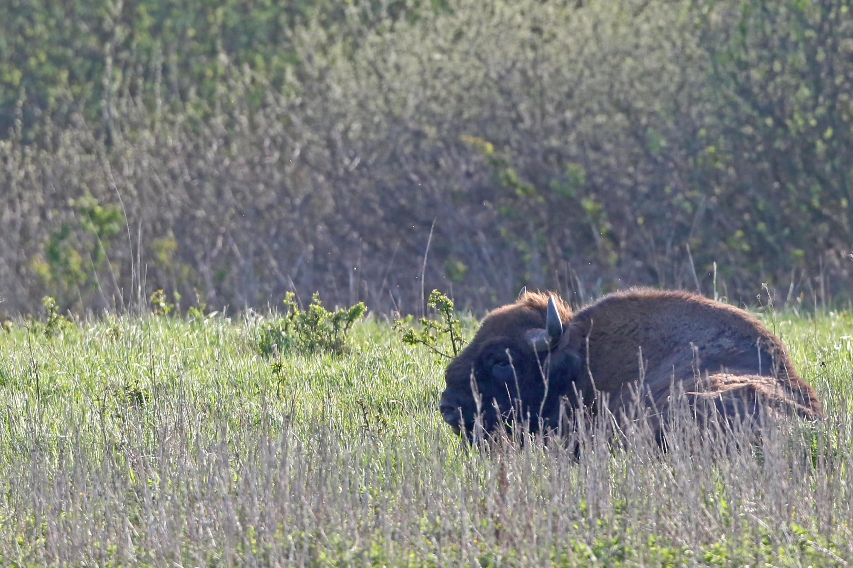 Ein einzelnes Wisent sitzt im Sonnenschein in höherem Gras.