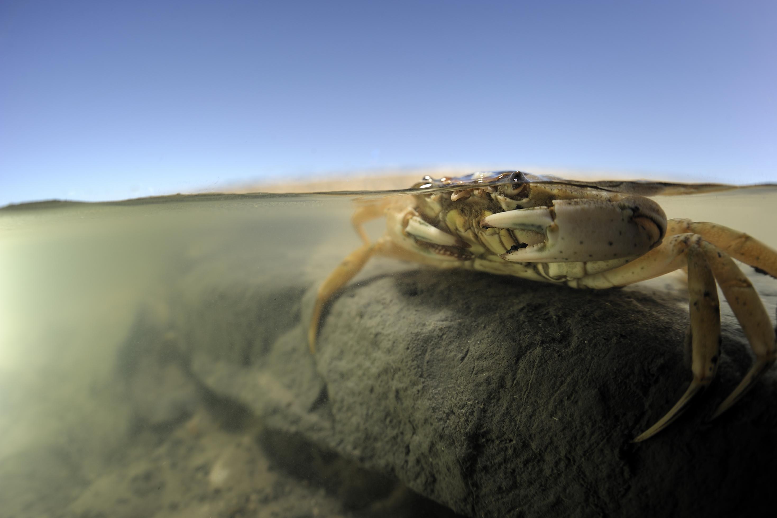 Eine Strandkrabbe sitzt auf einem Stein im flachen Wasser. Die Augen ragen aus dem Wasser heraus.