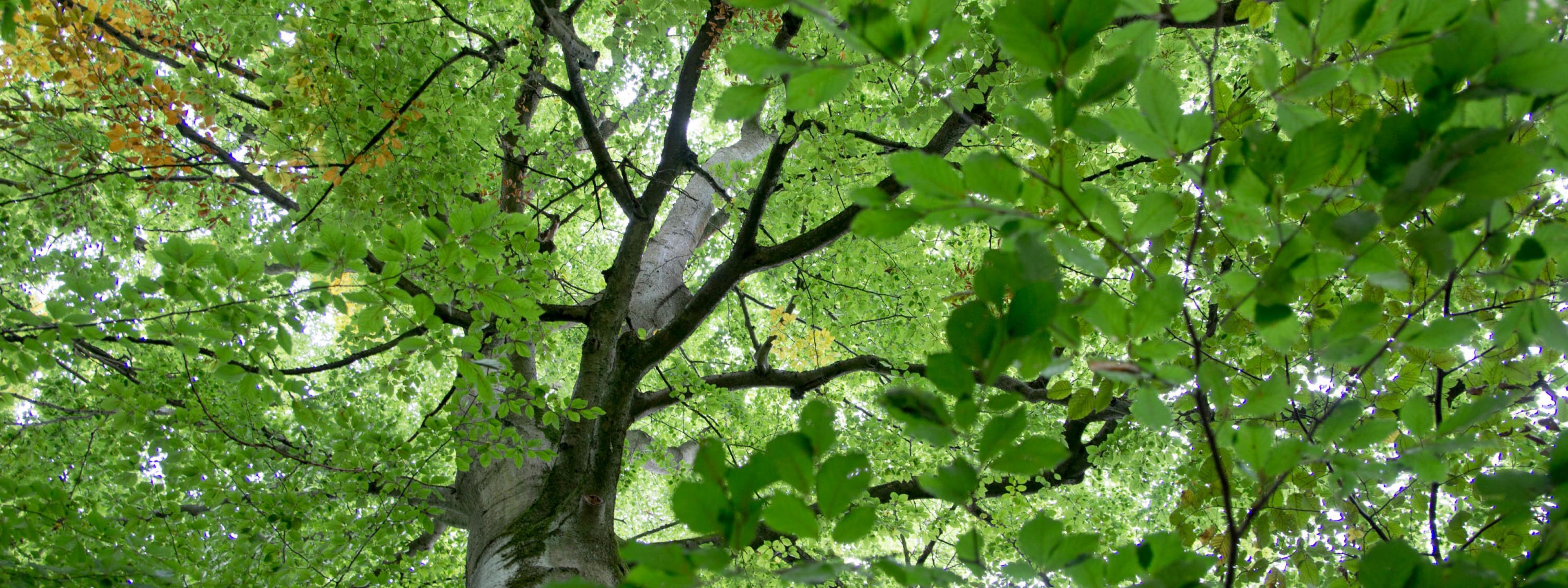 Blick in die Baumkronen in einem alten Buchenwald