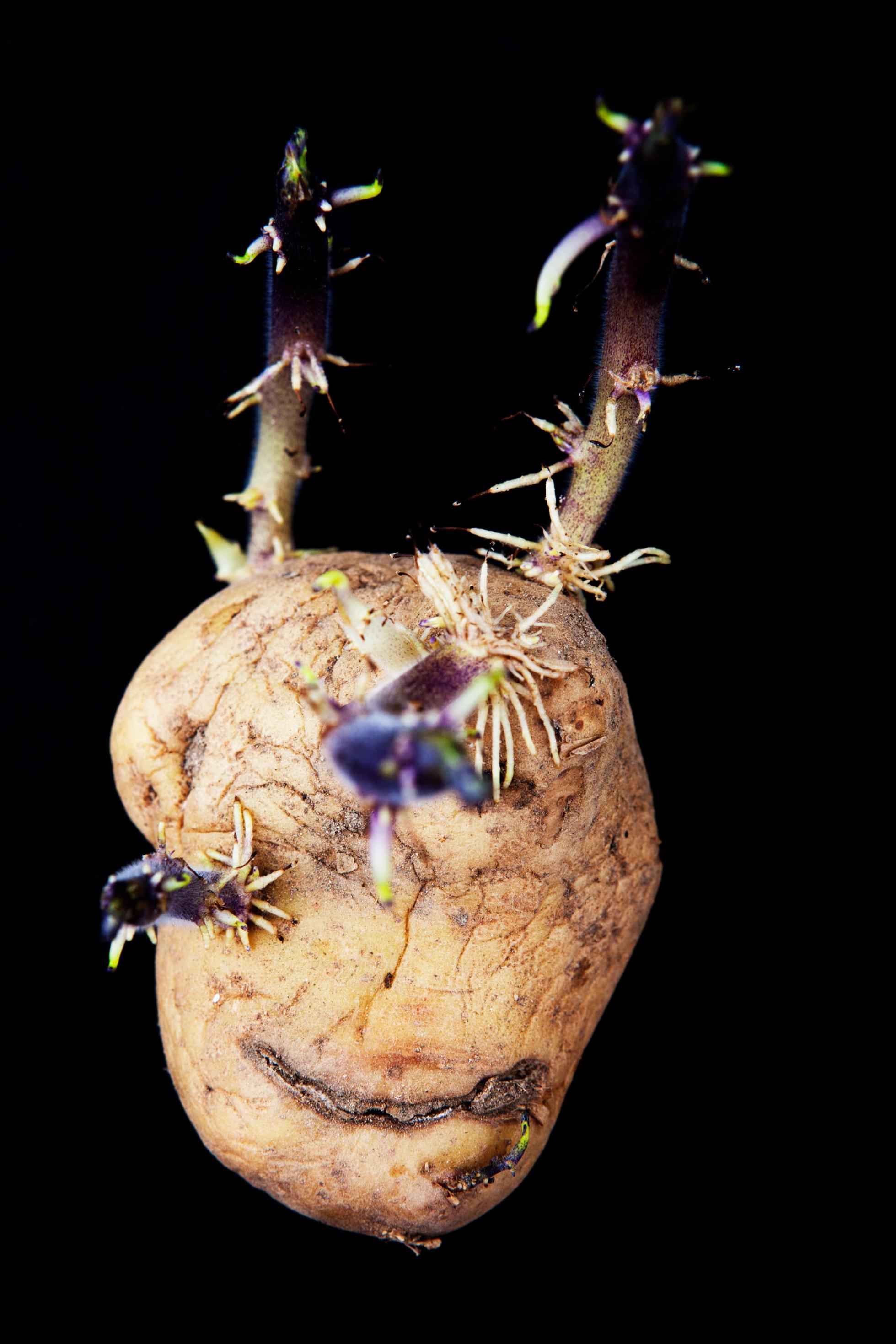Kartoffel mit Teufelshoernern vor schwarzem Hintergrund.