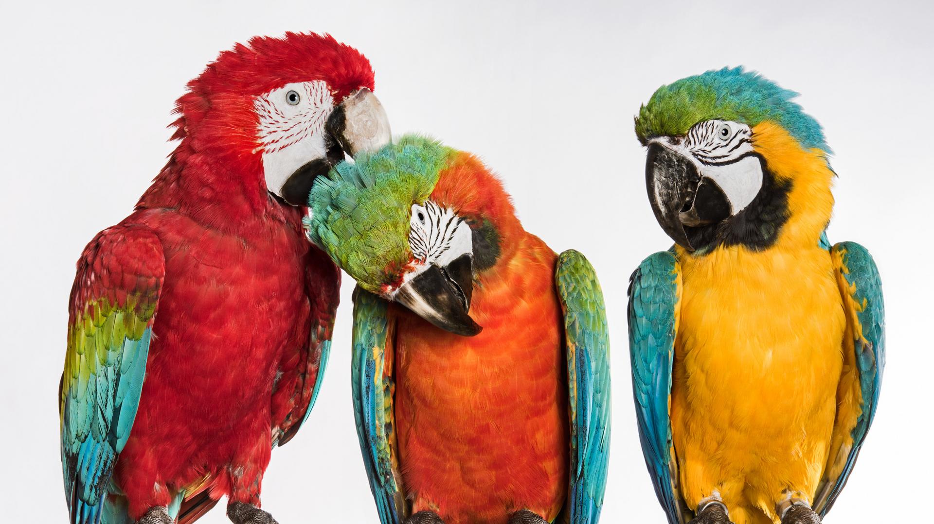 Über die Aras in Südamerika. Von Christiane Habermalz