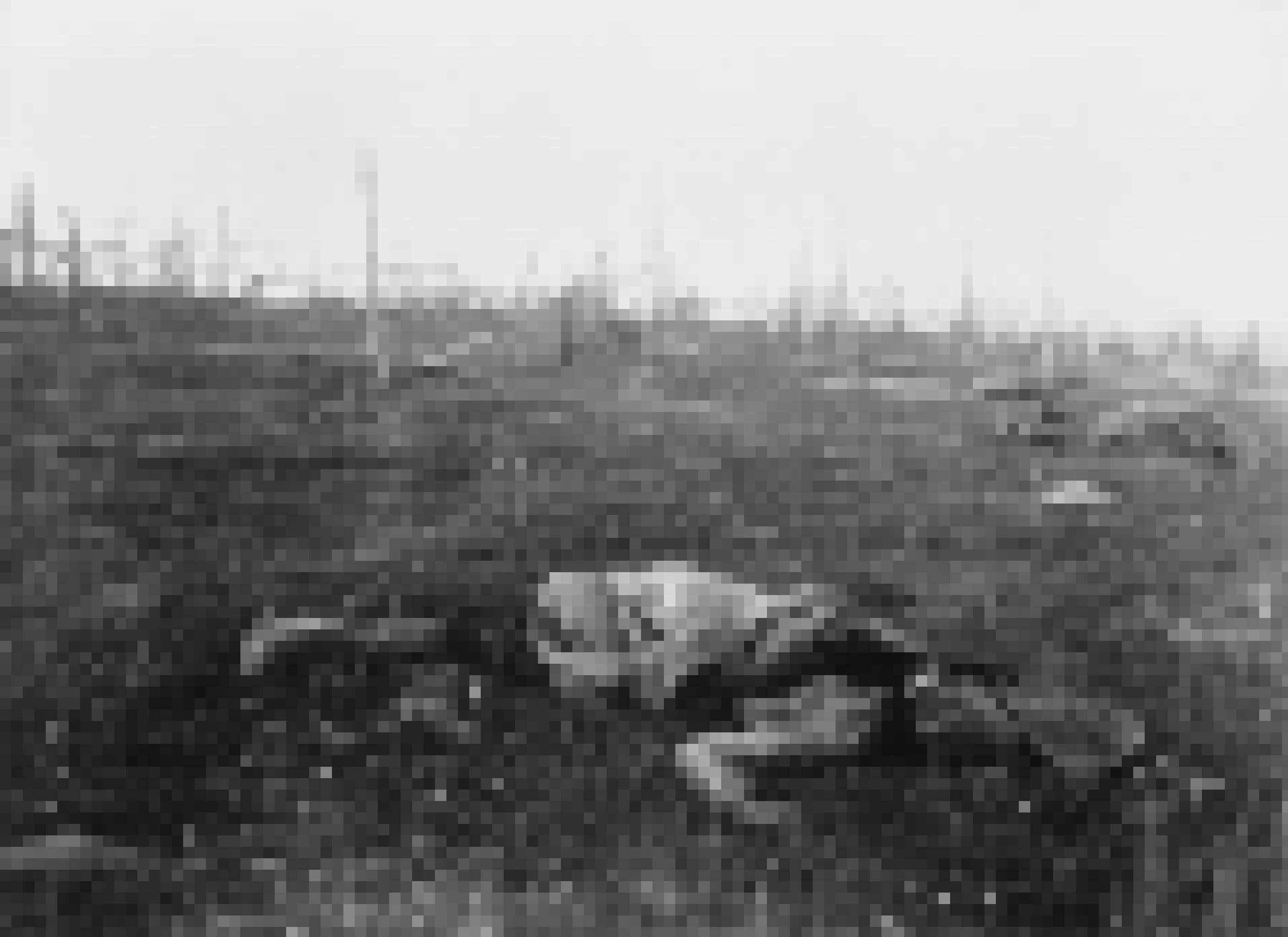 Die Schwarzweißfotografie zeigt Körper von toten Männern, die im Gras liegen.