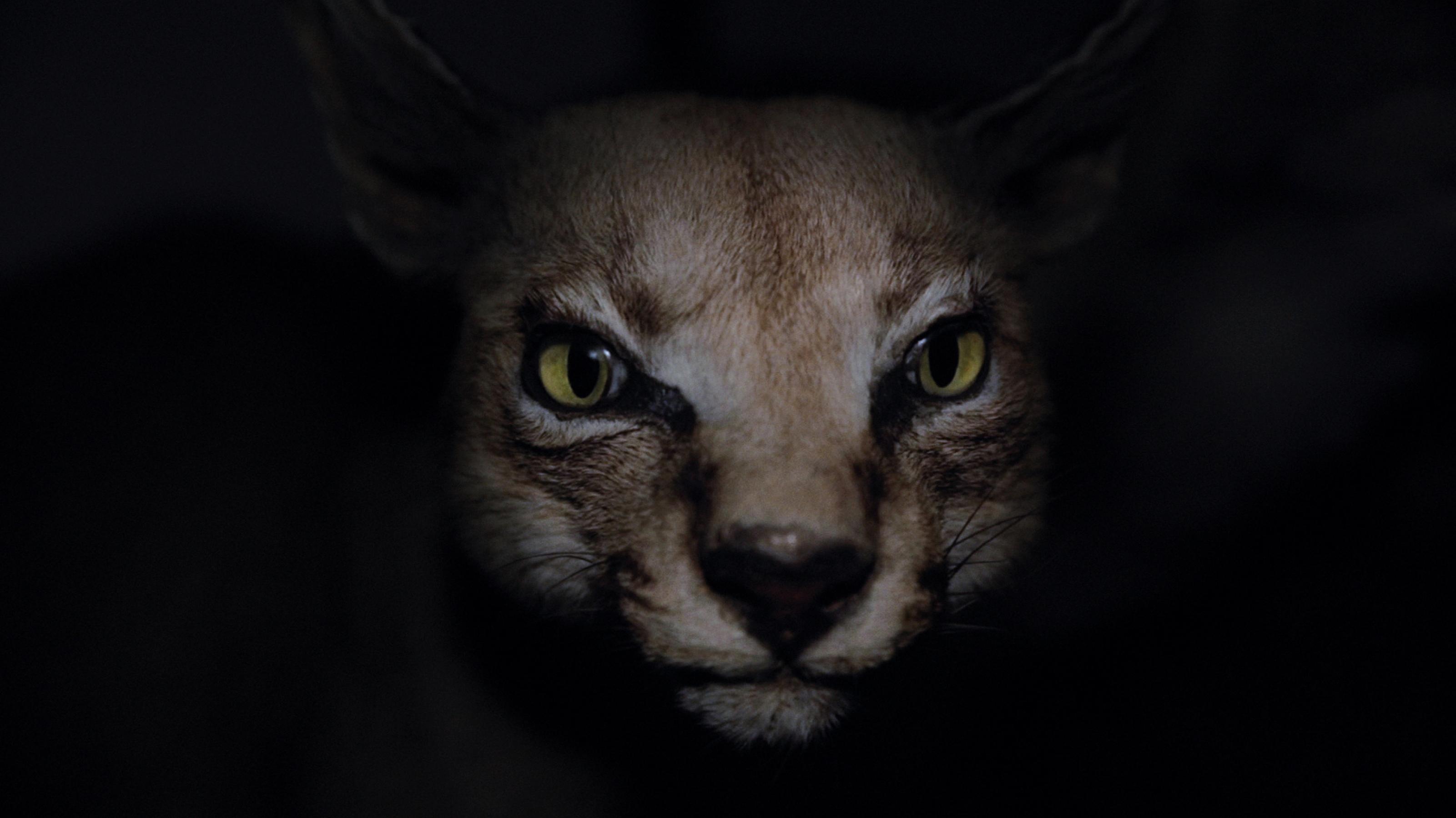 Kopf einer Wildkatze, frontal vor dunklem Hintergrund