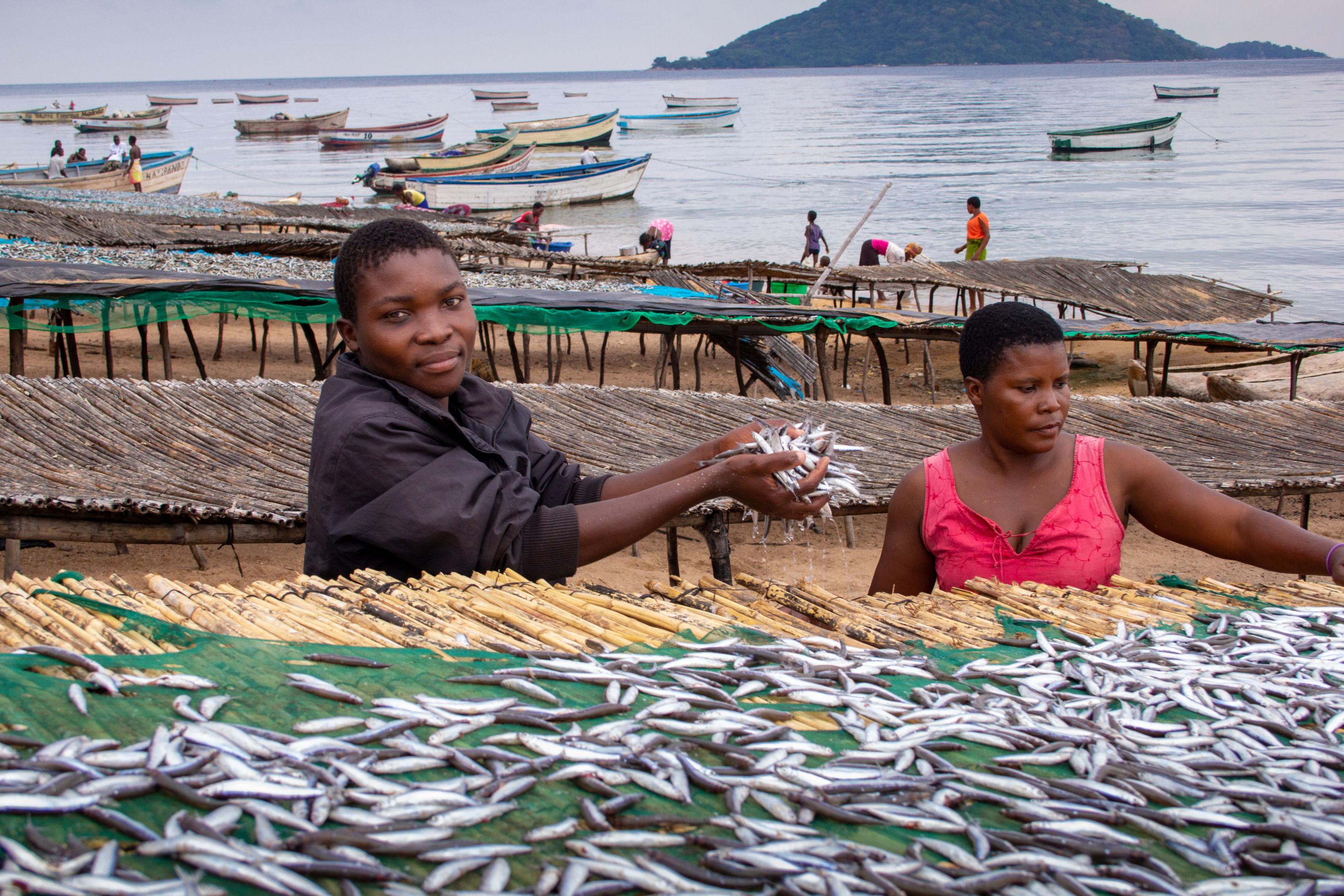 Der Fischer Sitefano und seine Tante Kafirini trocknen Fische am Ufer des Viktoria-Sees in Malawi. Vor ihnen auf einem Gestell ist der Fang des Tages ausgebreitet, tausende kleiner, silbrige Fische.