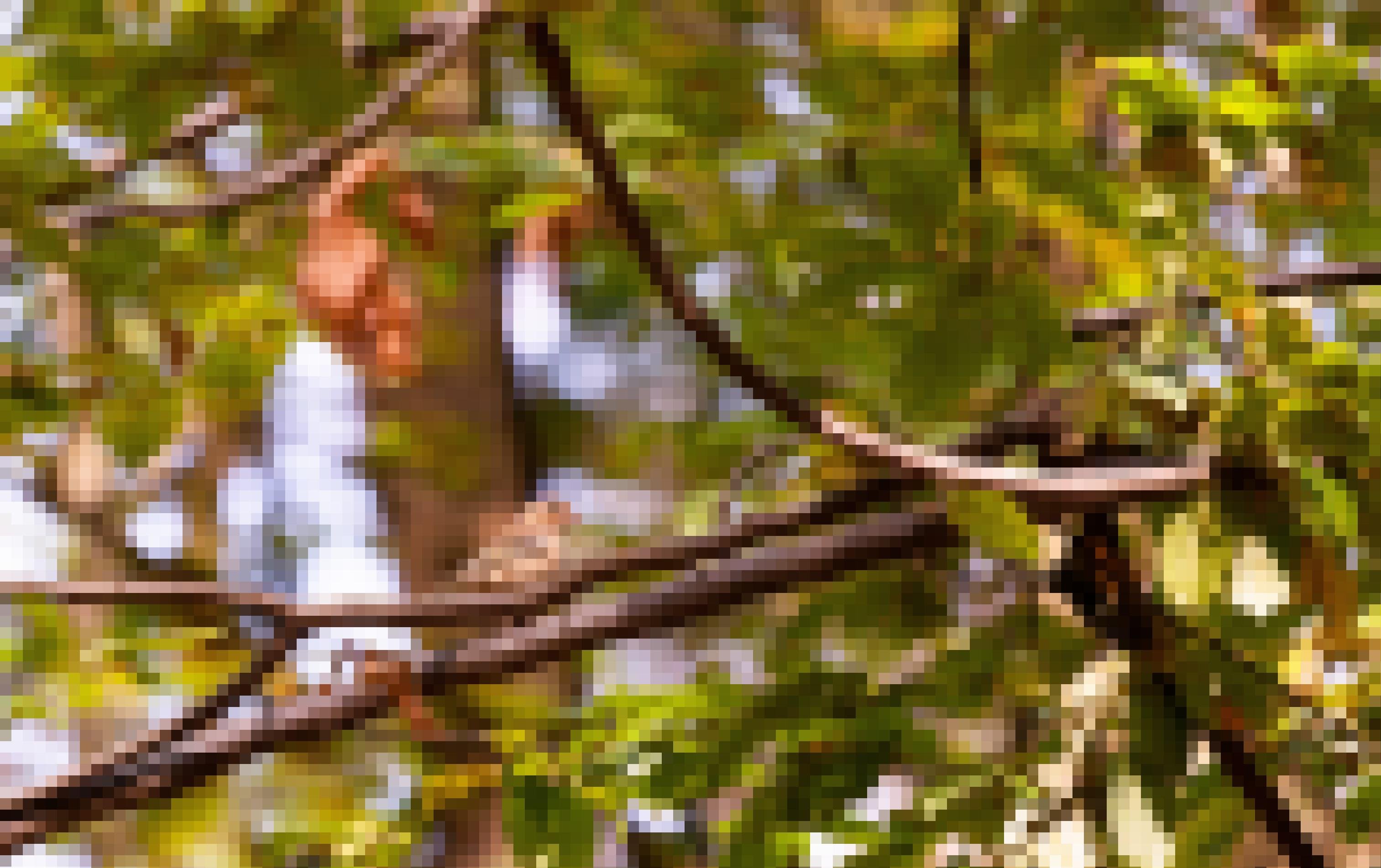Ein Buchfinkenweibchen sitzt auf einem Ast im Wald.