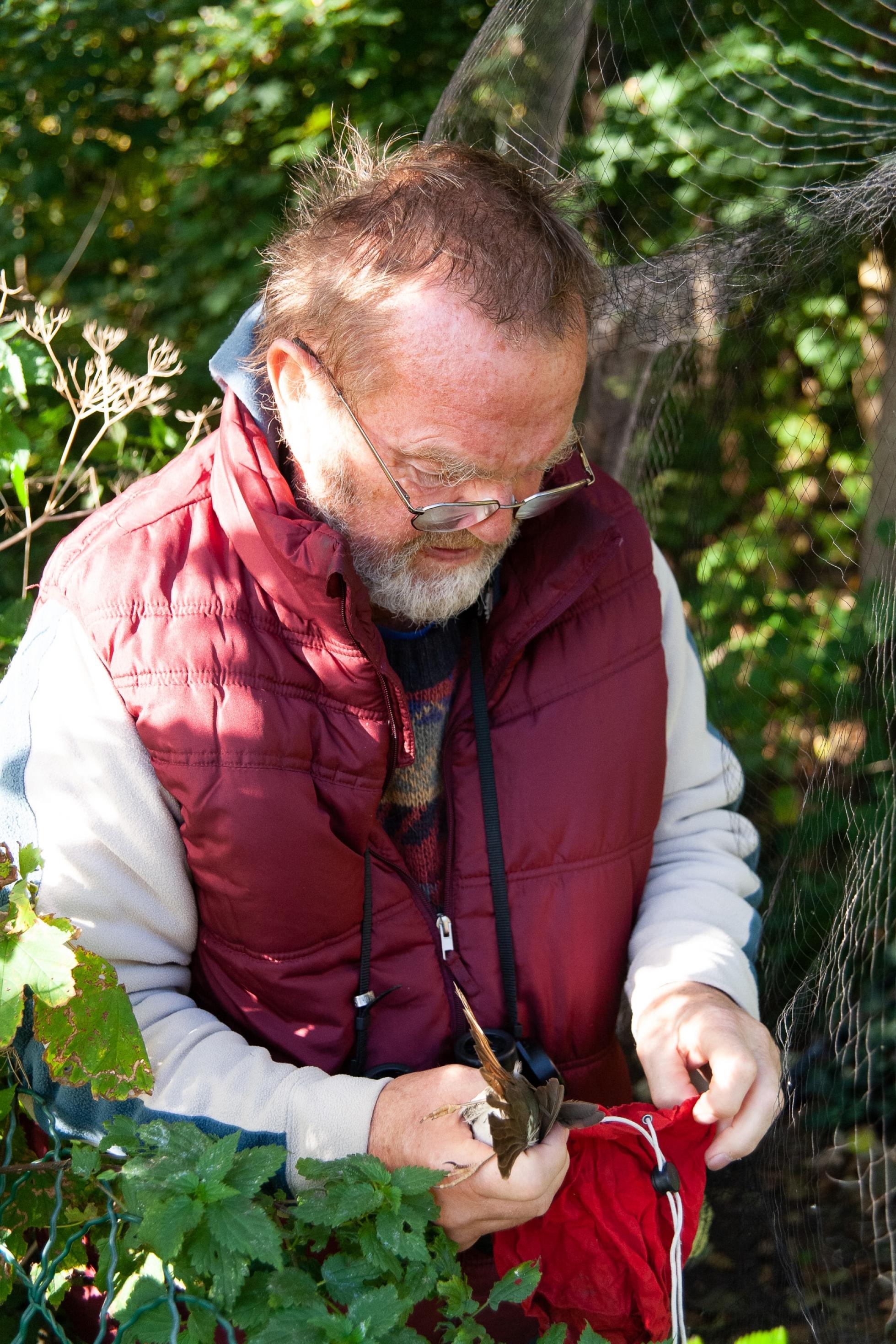 Edgar Schonart steckt eine Drossel in ein rotes Stoffsäckchen und nimmt sie mit nach Hause, zum Beringen, Wiegen und Ausmessen.