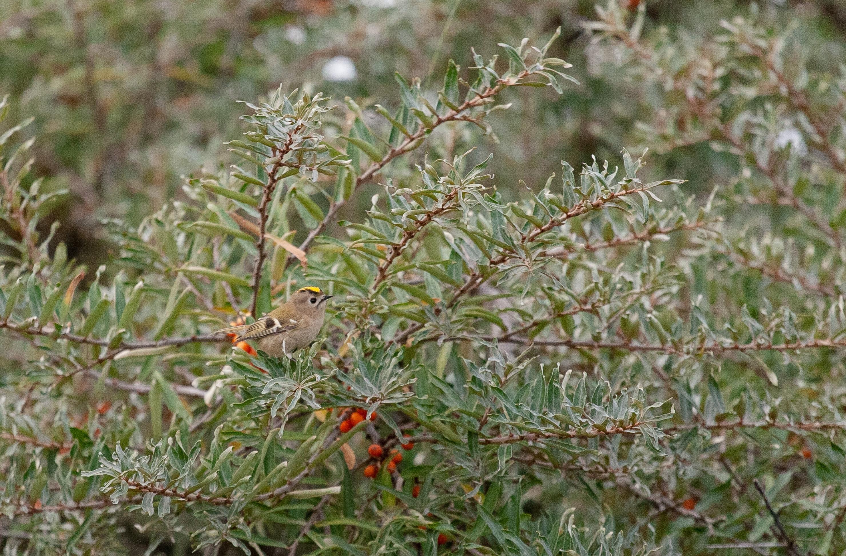 Ein Wintergoldhähnchen sitzt auf einem Sanddornzweig, an dem leuchtend orange Beeren hängen.