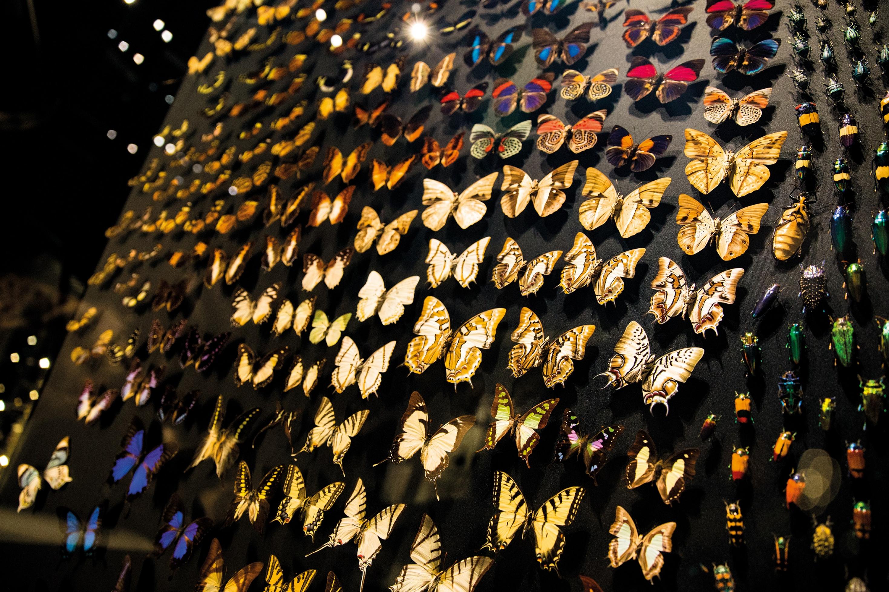 Bunte, vielfältig gemusterte Schmetterlinge, die vertikal auf einer schwarzen Wand präsentiert werden.
