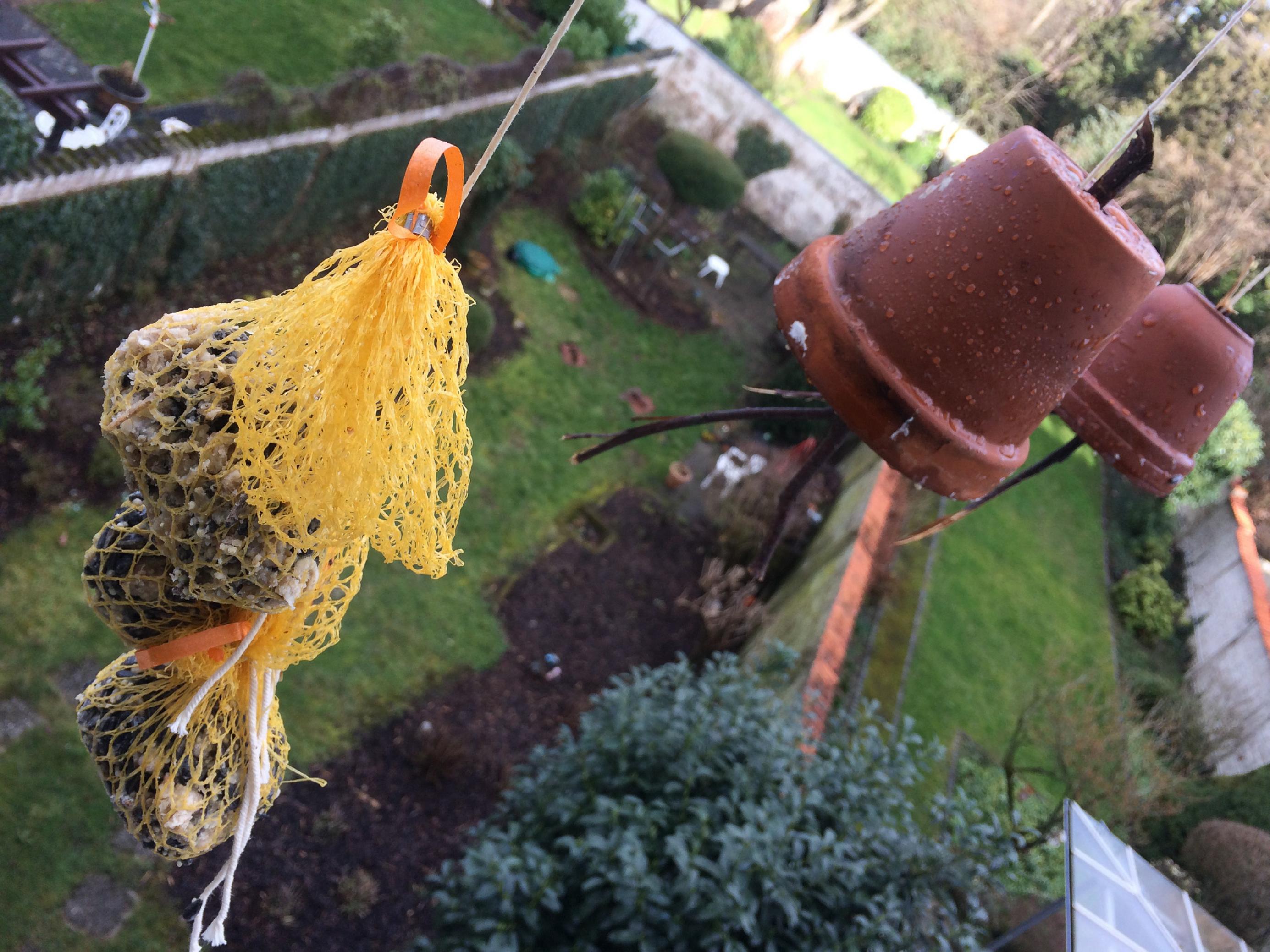 Ein altes Kartoffelnetz hält Meisenknödel. Im Hintergrund ein Garten.