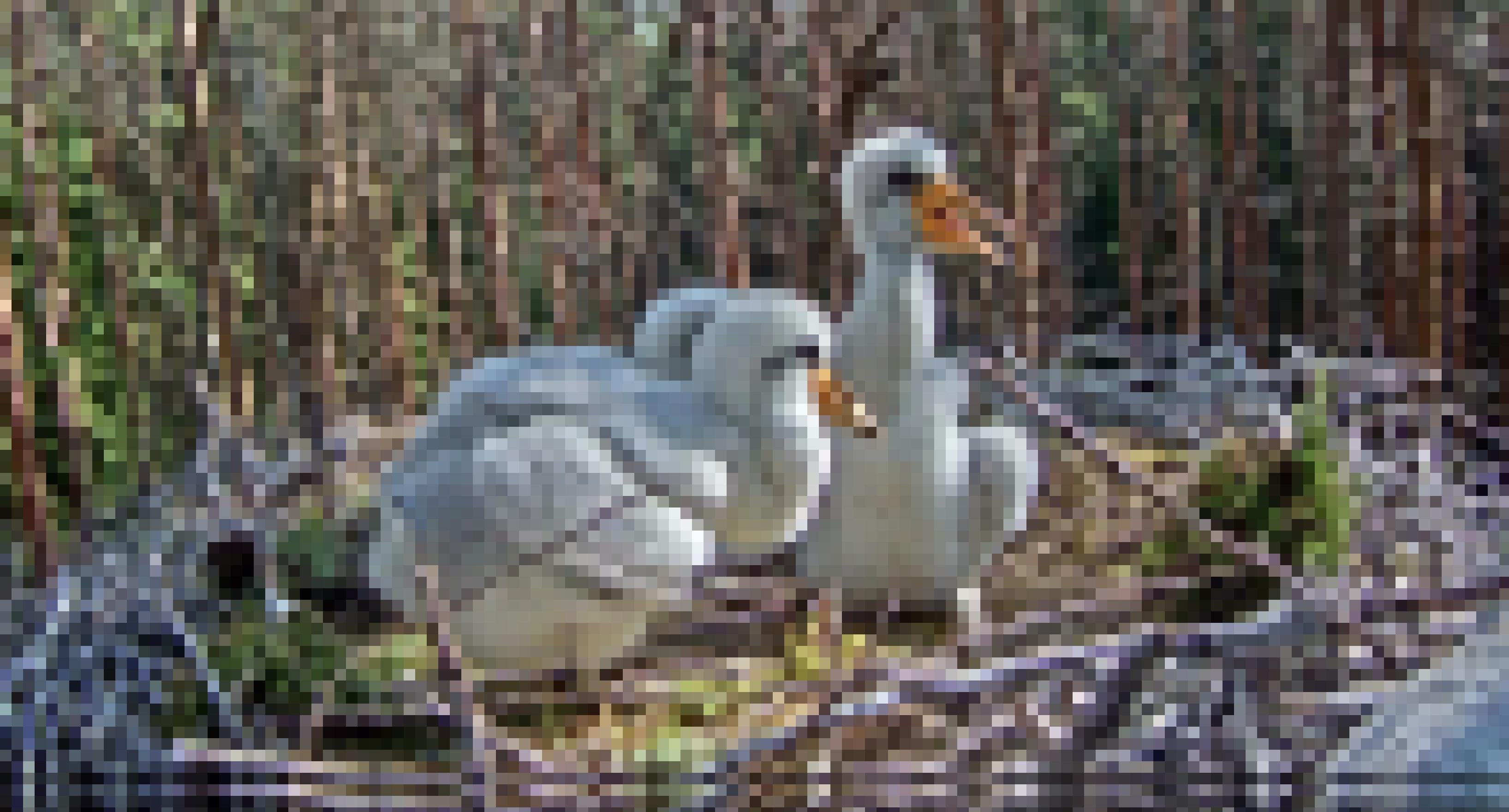 Drei flauschig-weiße Küken sitzen in einem offenen Nest im Wald.