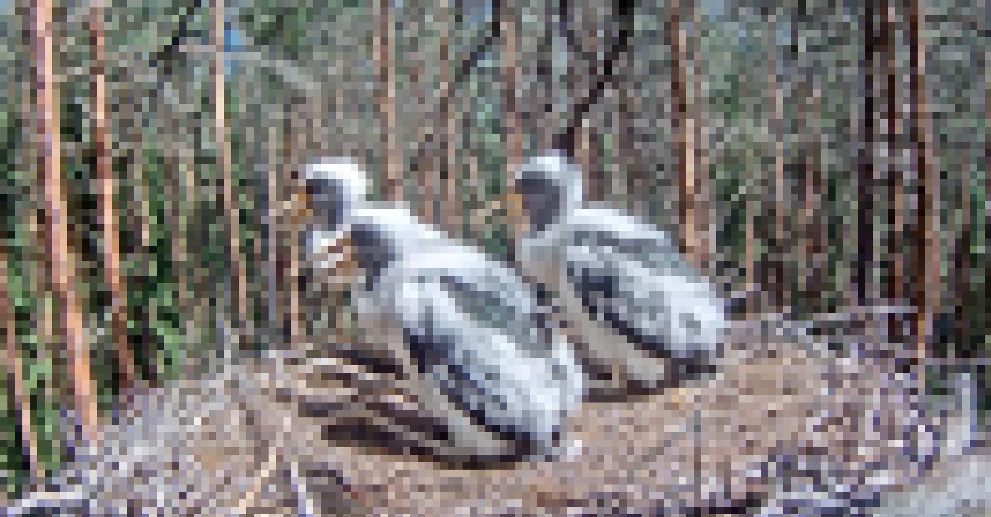 Jetzt schimmern schon die ersten Federn der Erwachsenen durch bei den drei Schwarzstorchküken, die hier im Nest hocken.