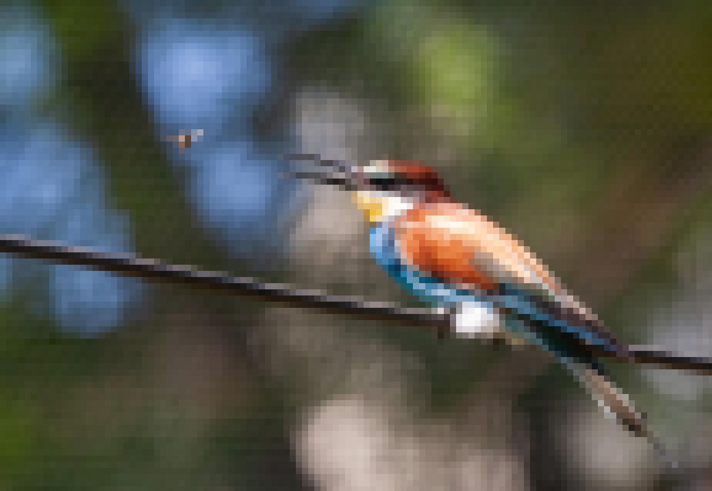 Ein Bienenfresser – kastanienbrauner Rücken, blaue Brust, gelbes Kinn, schwarze Augenmaske – öffnet den langen Schnabel, als ihm eine Biene direkt davor herfliegt.