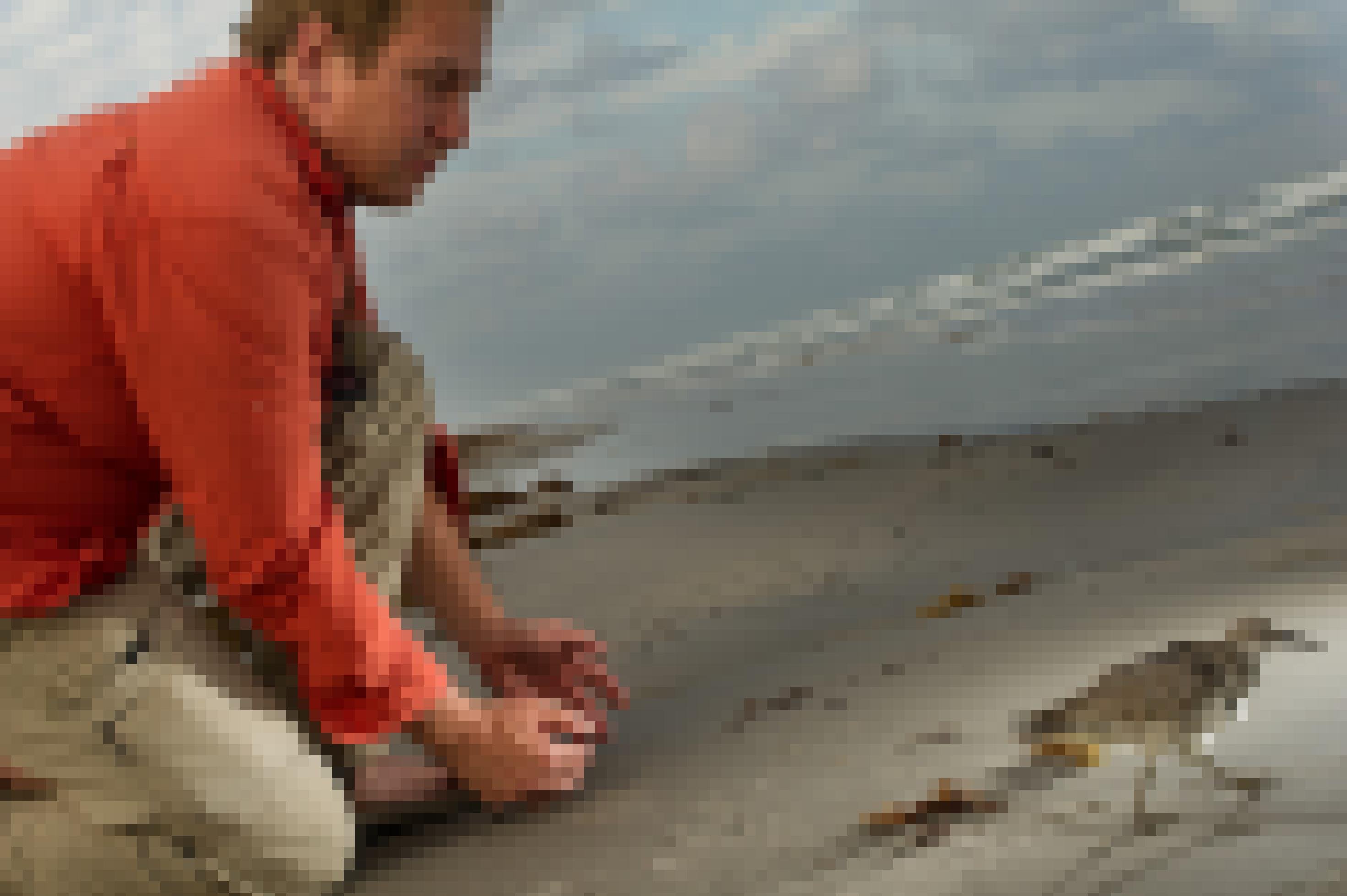 Der Forscher Peter Marra hockt am Strand und schaut einem Knutt hinterher, aus dessen Rückenfedern eine Antenne ragt.