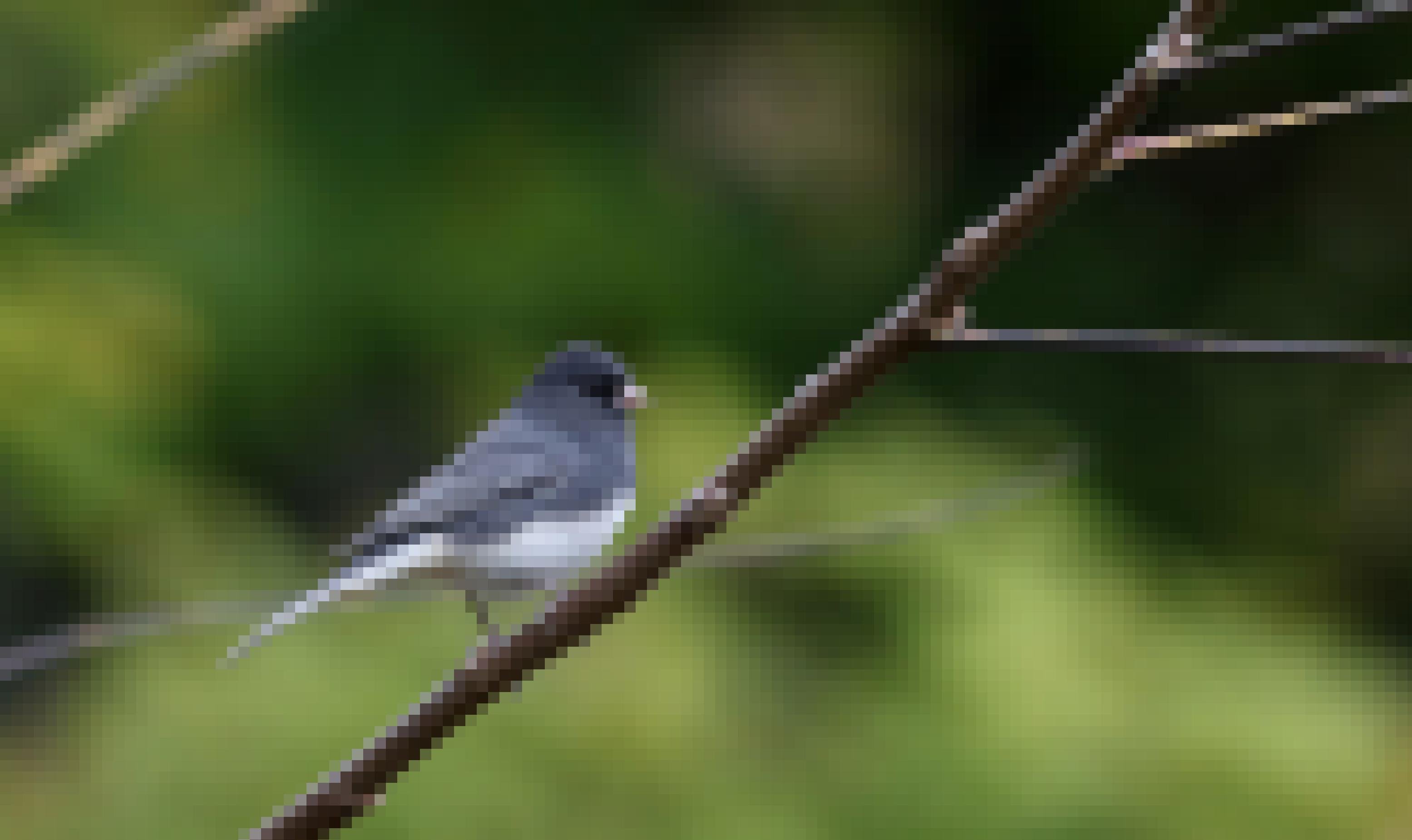 Eine Winterammer (Junco hyemalis) – ein spatzengroßer dunkelgrauer Vogel mit hellgrauem Bauch und kurzem kräftigem Schnabel – auf einem Ast.