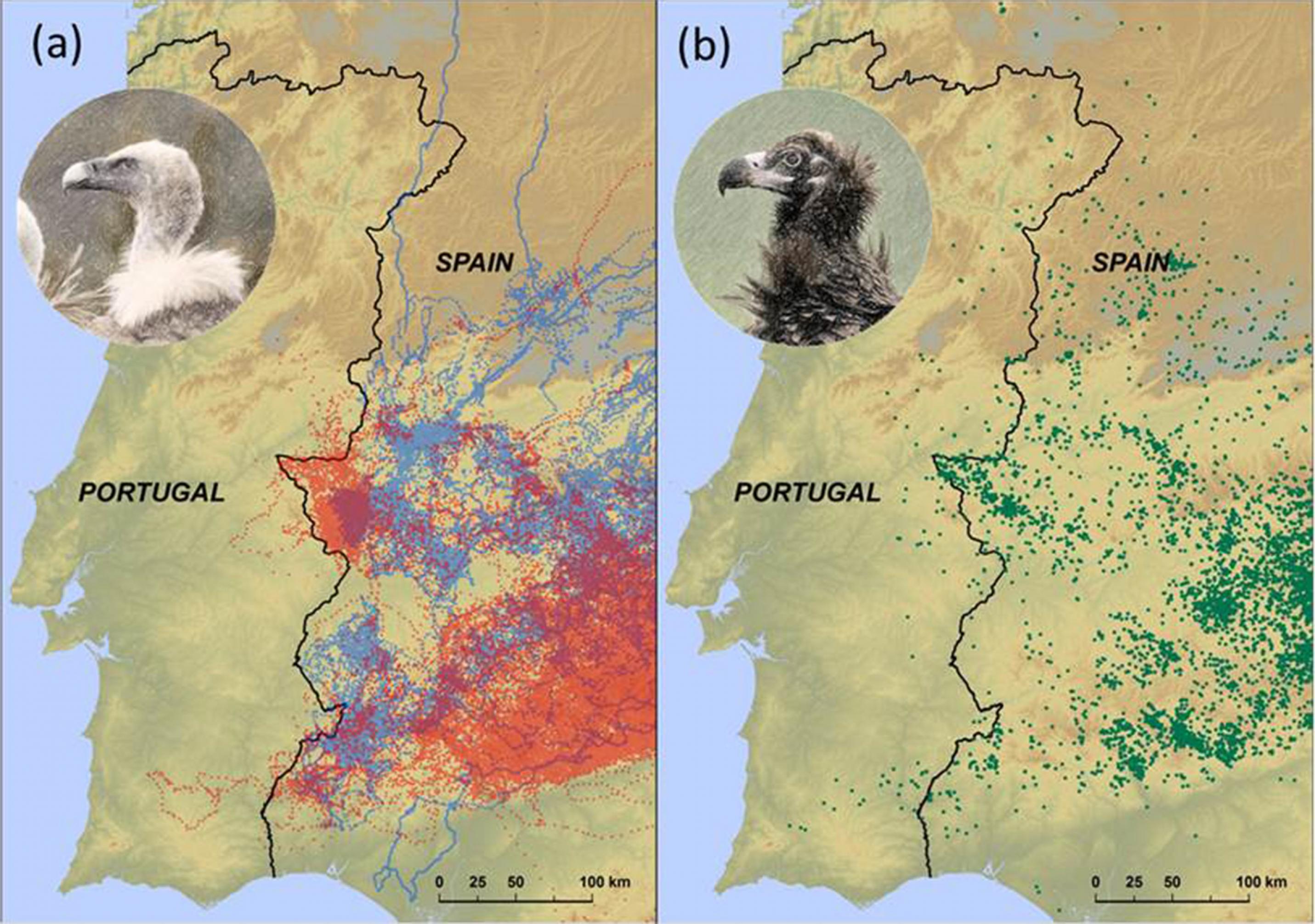 Zwei Karten der Iberischen Halbinsel. Auf der linken sind mit Rot und Blau Flugrouten eingezeichnet, auf der rechten mit Grün. Auf beiden Karten ist zu erkennen, dass die Tiere Portugal so gut wie vollständig meiden.