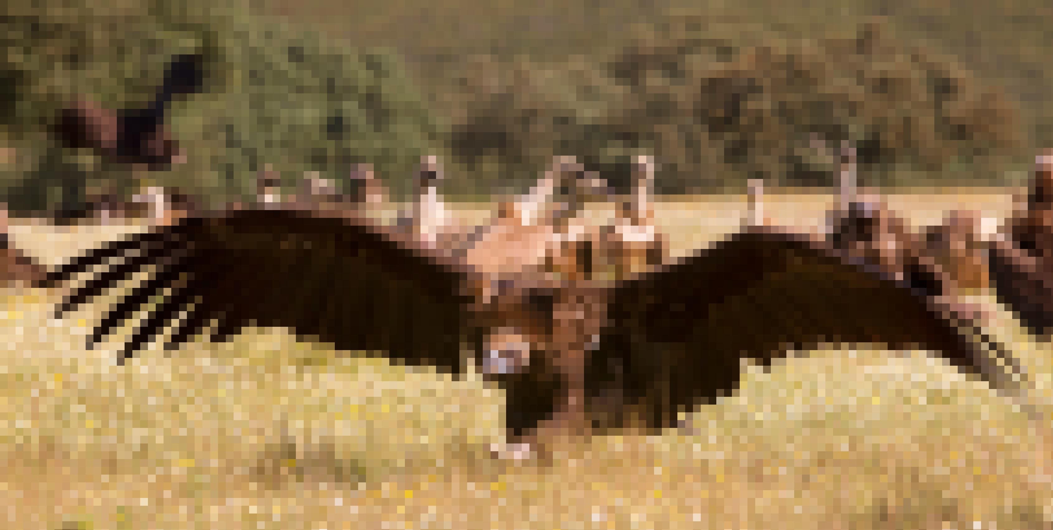 Ein Mönchsgeier geht mit weit gespreizten Flügeln über den Boden.