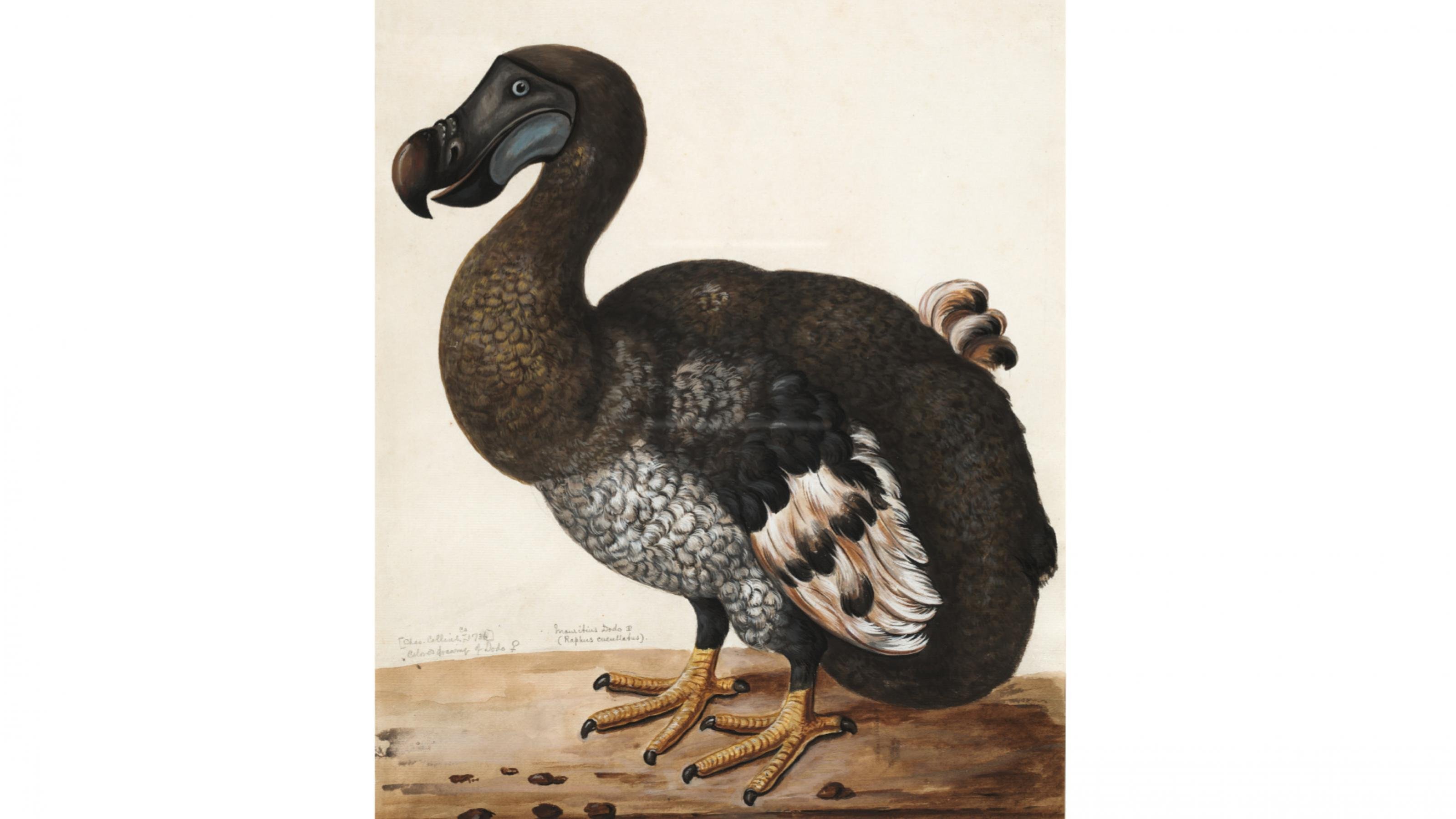 Zeichnung eines Dodos mit einem großen Schnabel, kleinen Flügeln und kräftigen gelben Krallen.