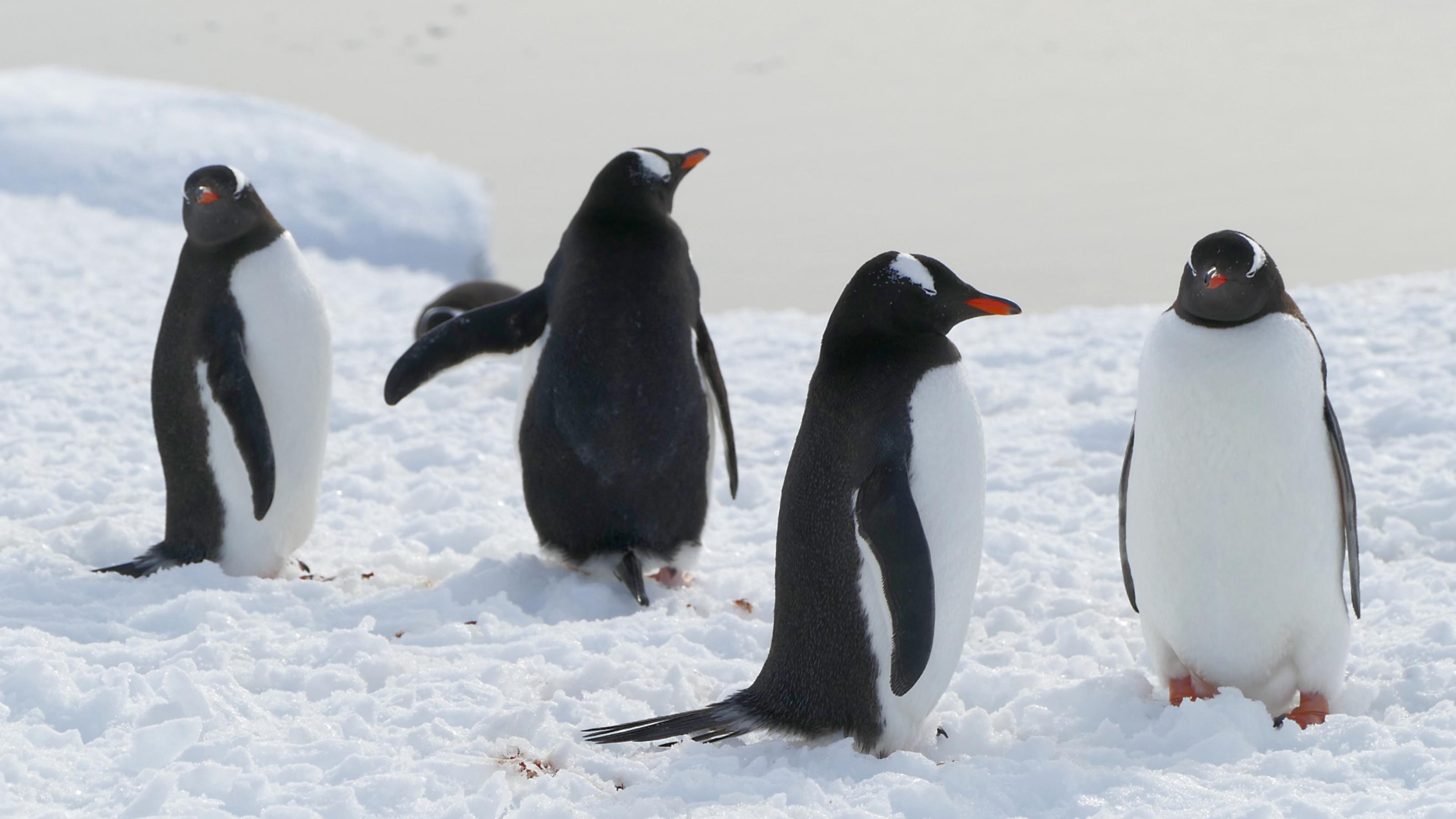 Fünf schwarz-weiße Eselspinguine mit schwarz-rotem Schnabel stehen auf Schnee.