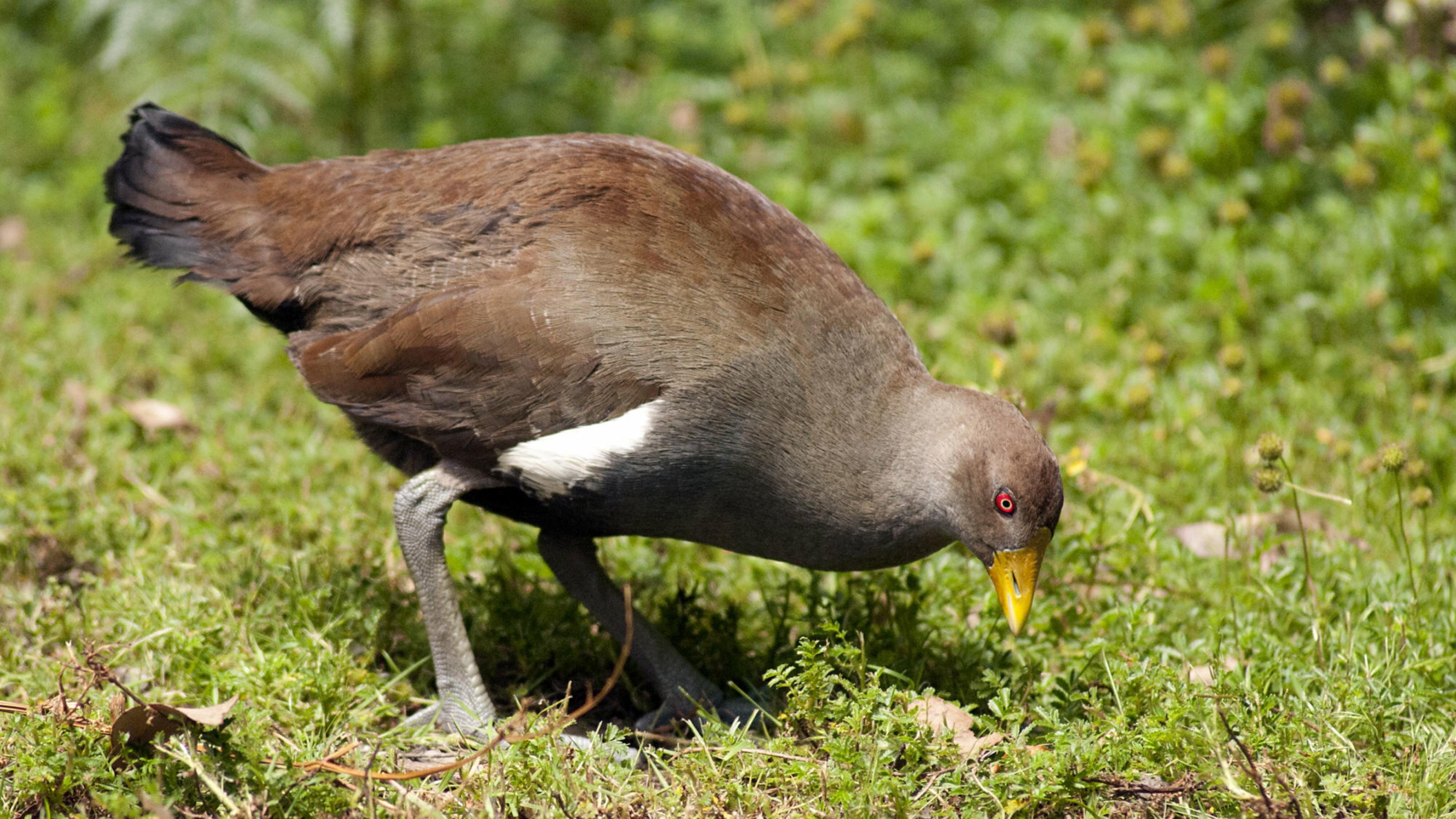 Ein Grünfuß-Pfuhlhuhn mit roten Augen und gelbem Schnabel hält nach Nahrung auf dem Boden Ausschau.